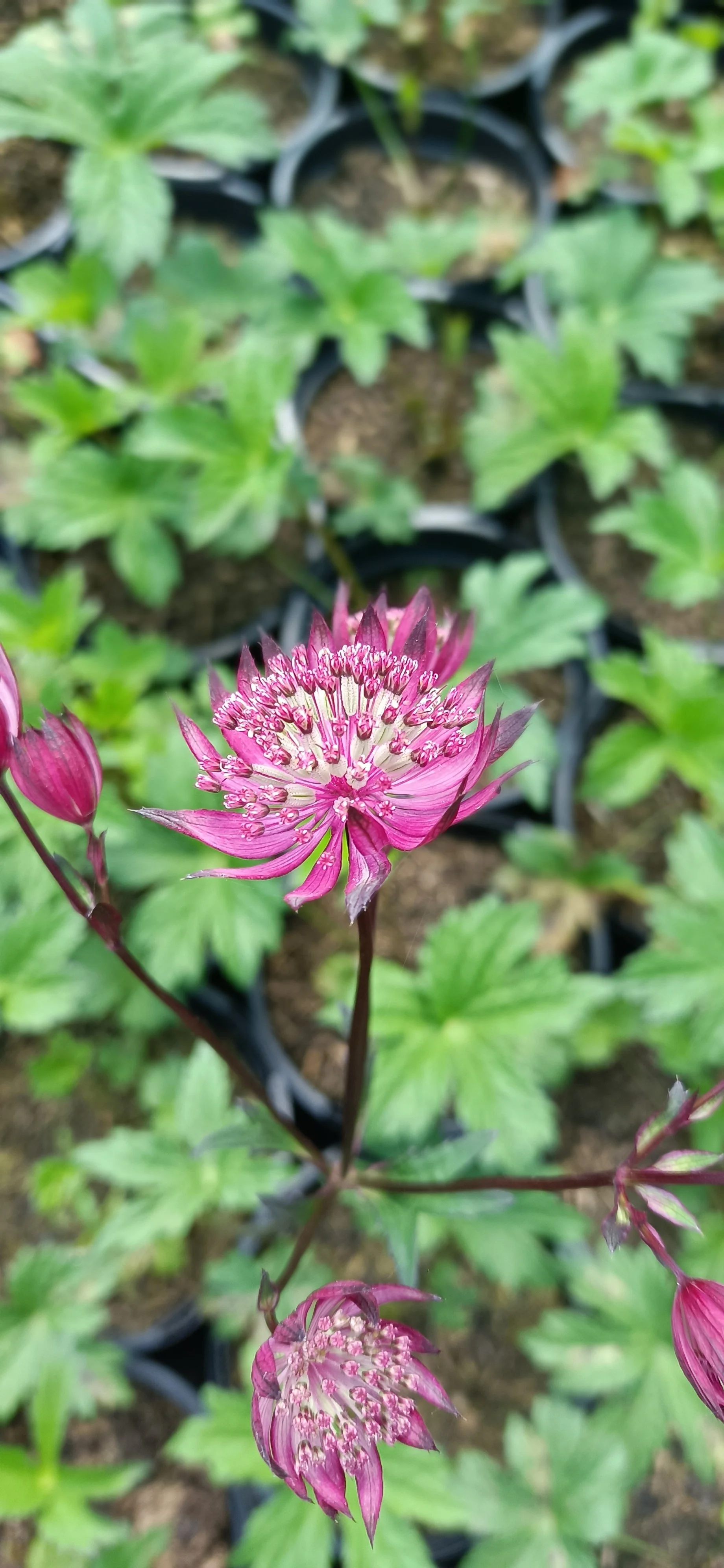 Astrantia major 'Astra red - 2Ltr Pots