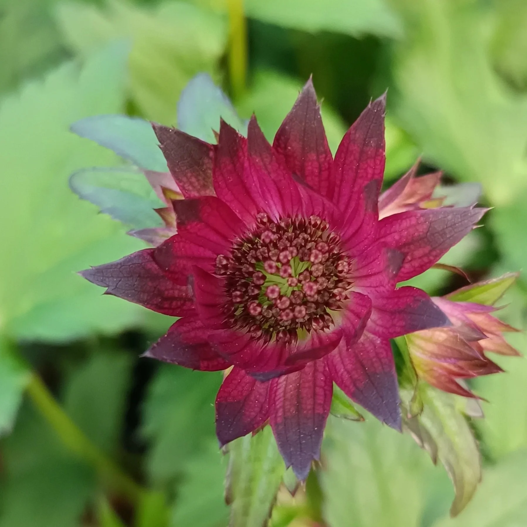 Astrantia Hadspen Blood - 3Ltr Pots