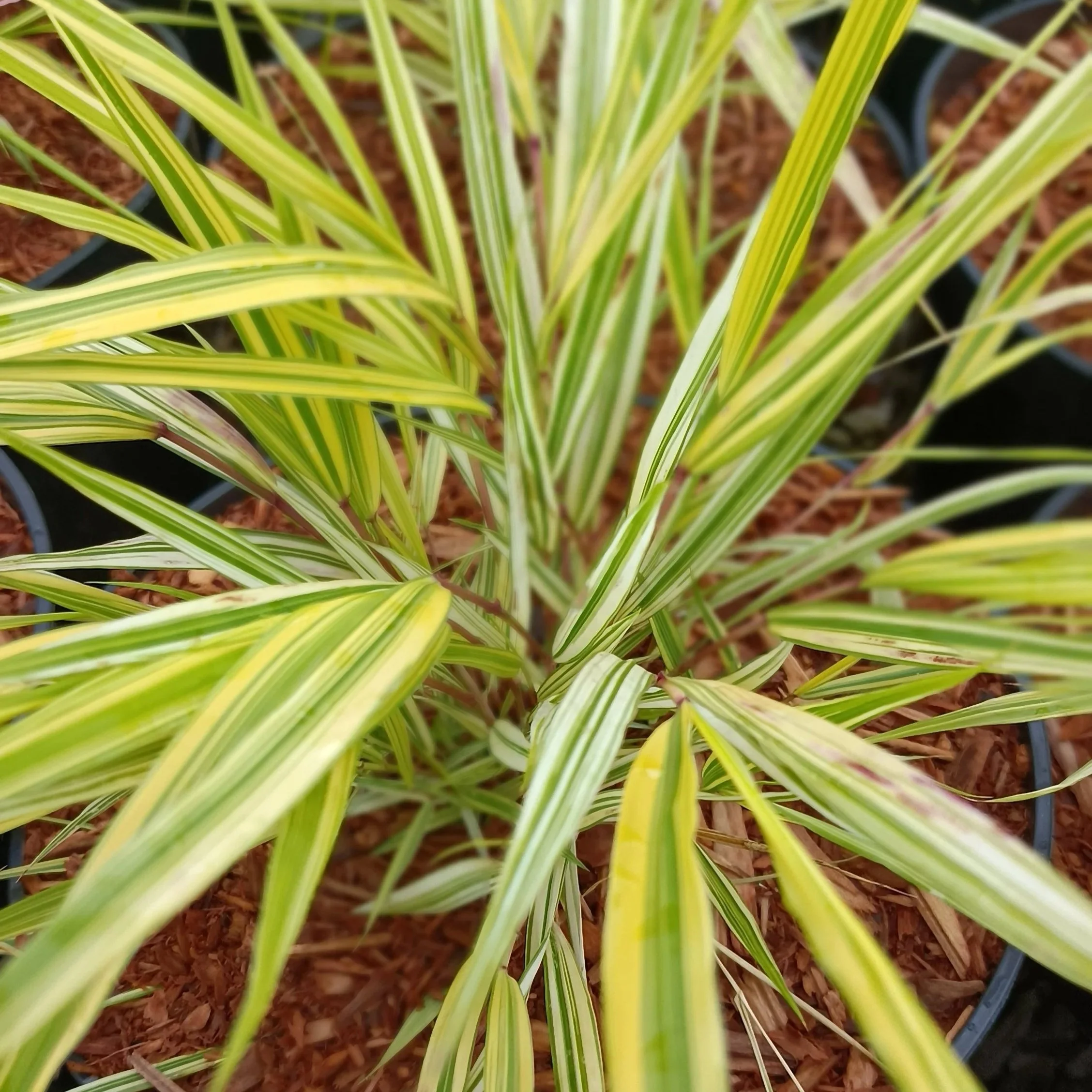 Hakonechloa macra Aureola - 2Ltr Pots