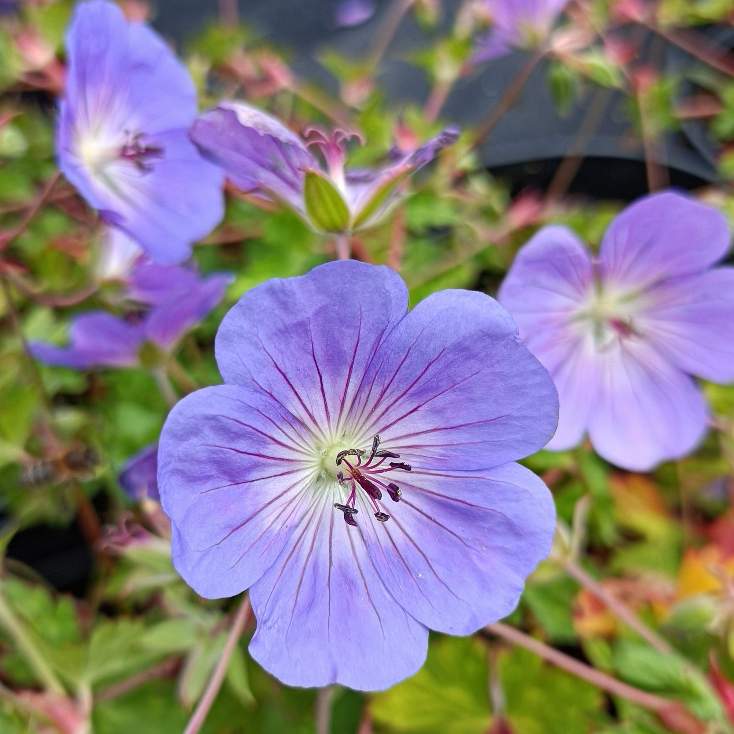 Geranium Rozanne