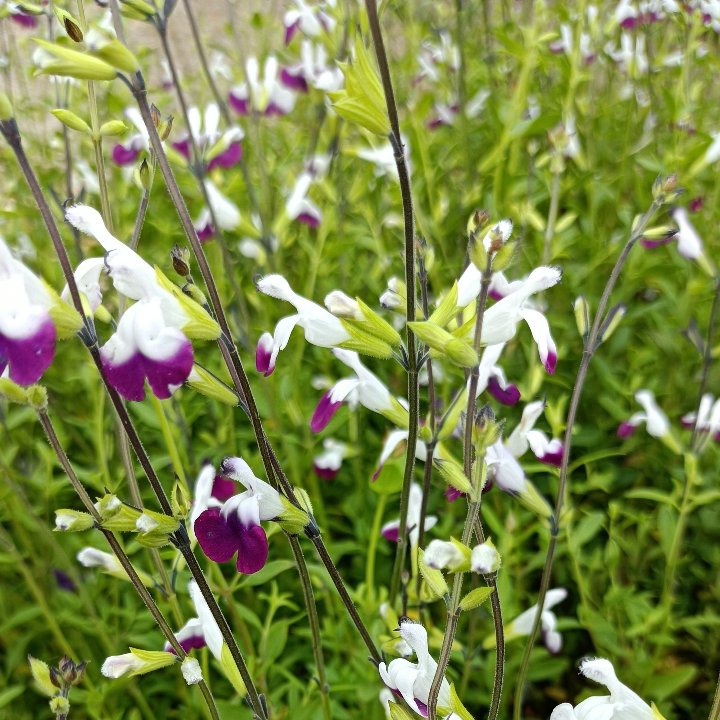 Salvia greggii 'Amethyst Lips'