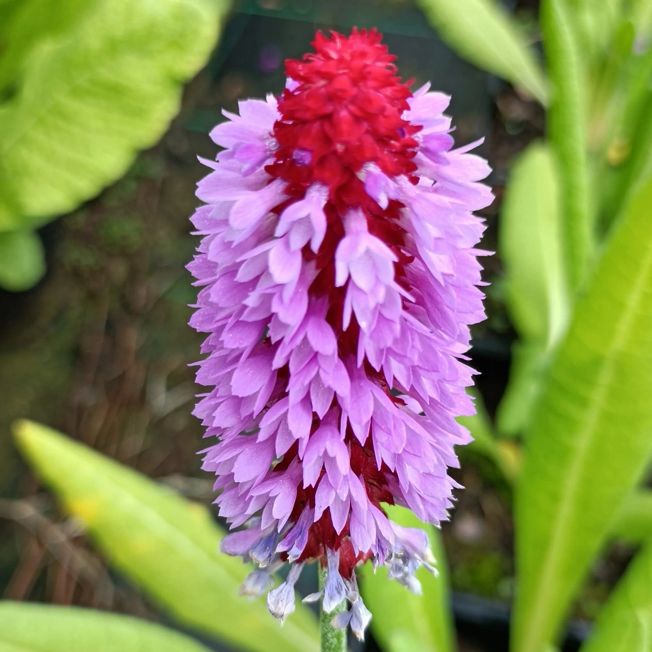 Primula 'Vialii' - 2Ltr Pots