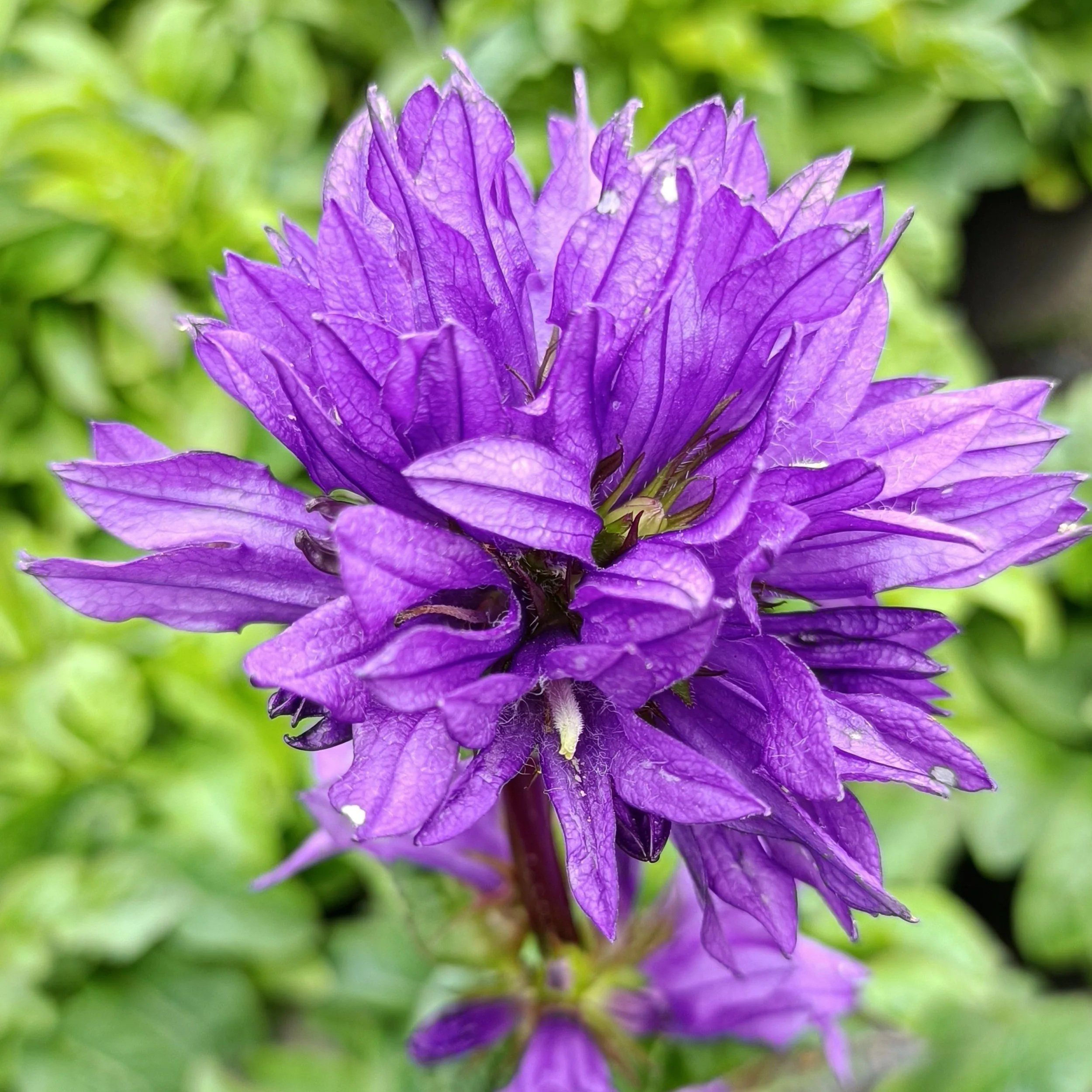 Campanula glomerata 'Superba - 3Ltr Pots