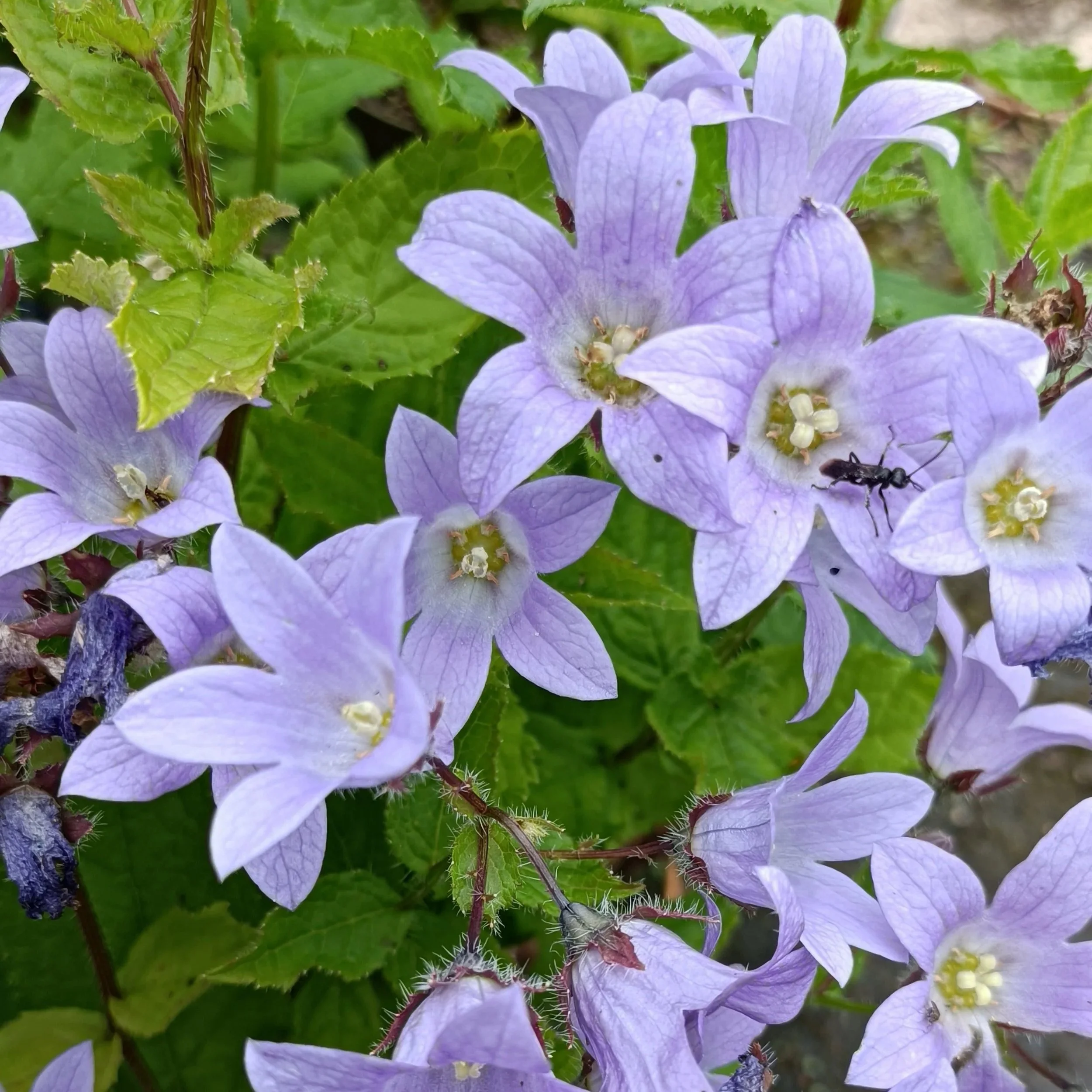 Campanula lact. 'Prichard's Variety' - 3Ltr Pots