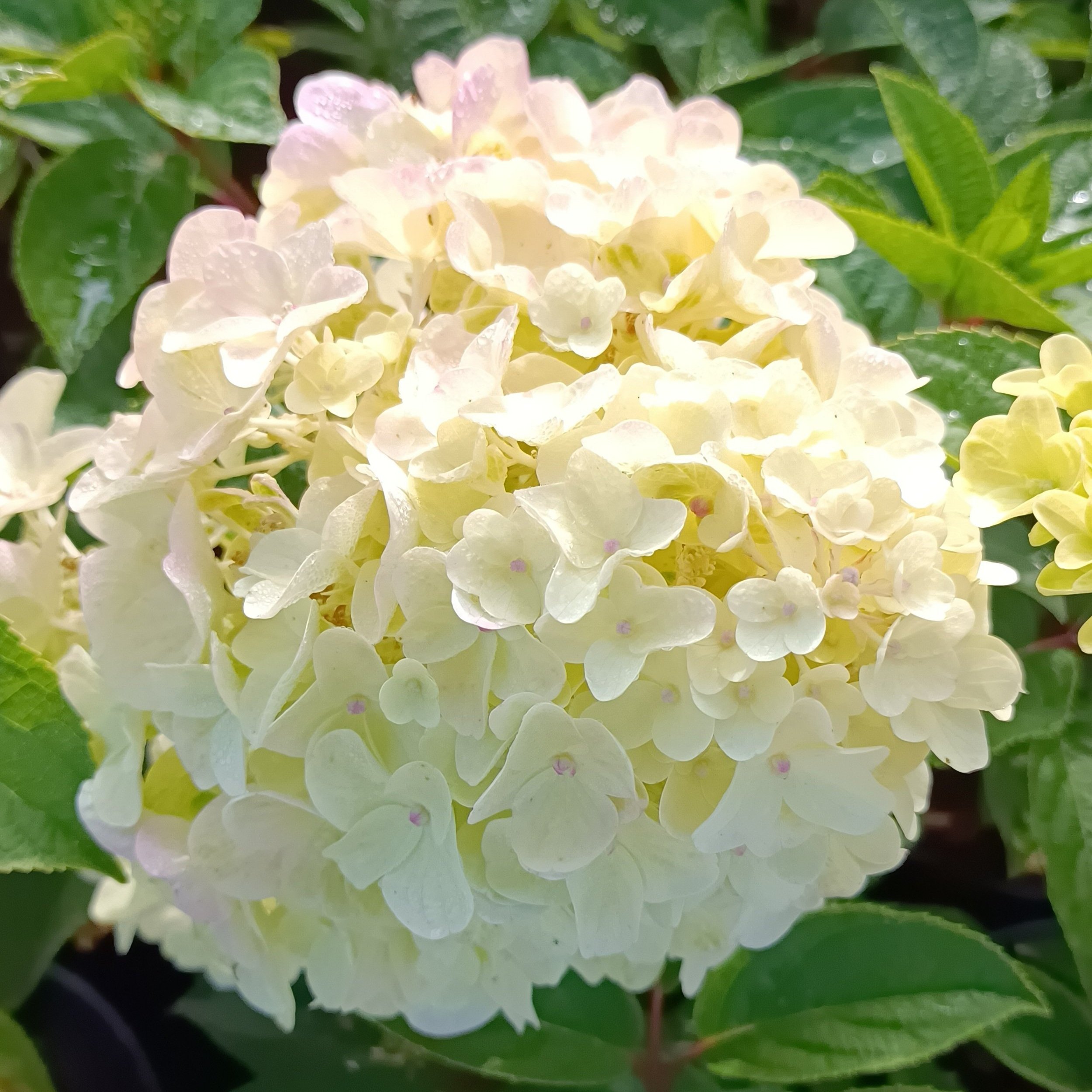 Hydrangea paniculata 'Silver Dollar'