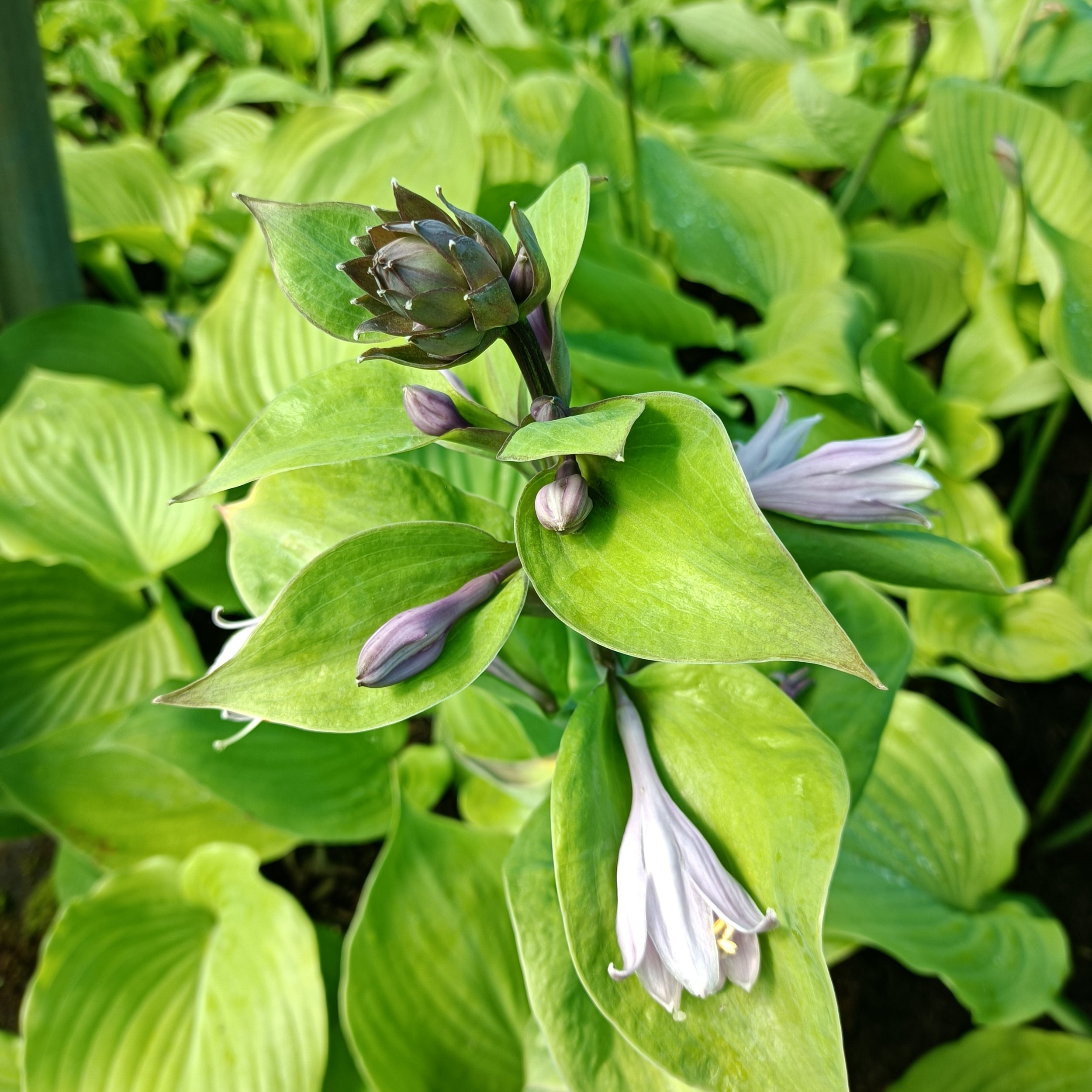 Hosta 'Sum and Substance' - 3Ltr Pots