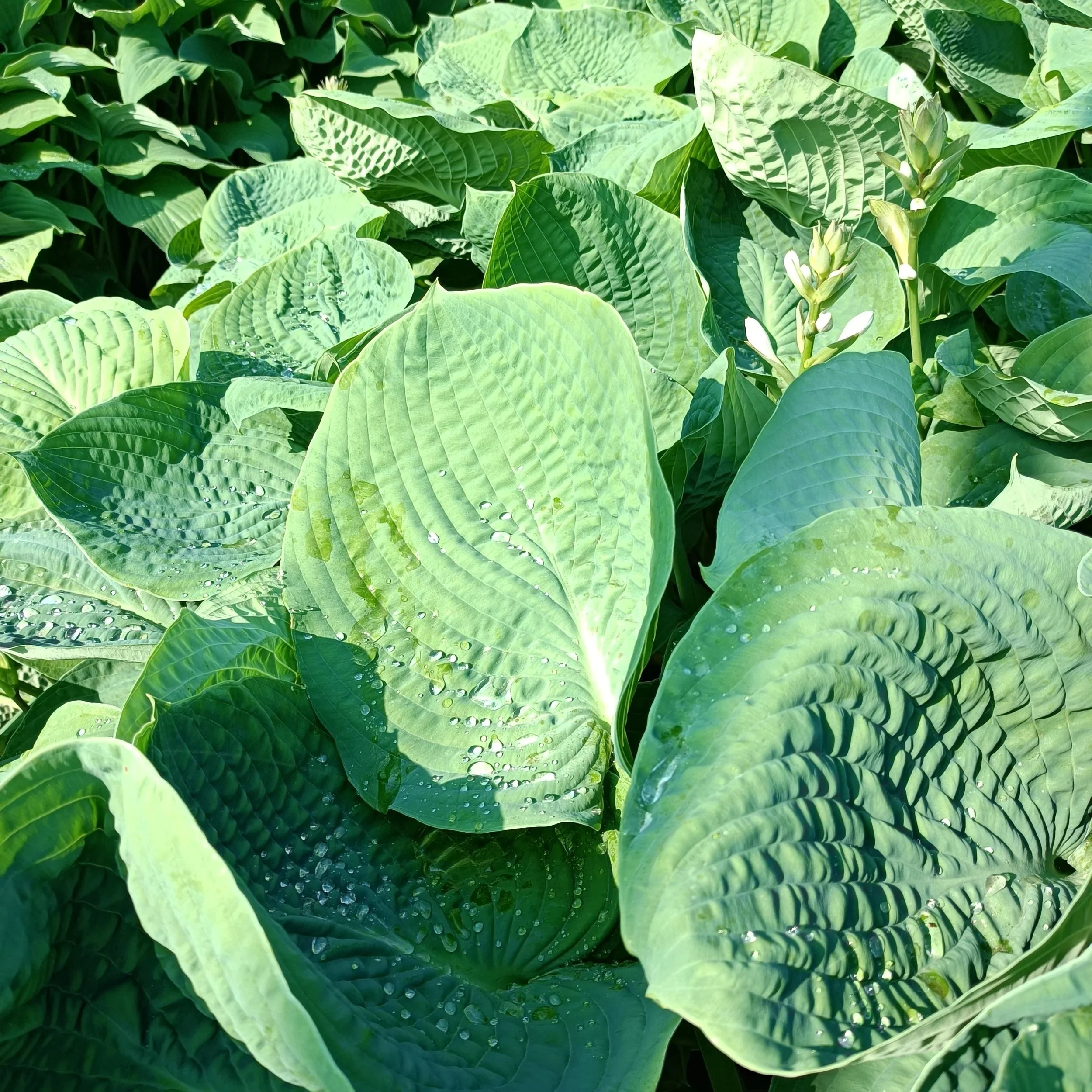 Hosta sie. var. 'Elegans' - 3Ltr Pots