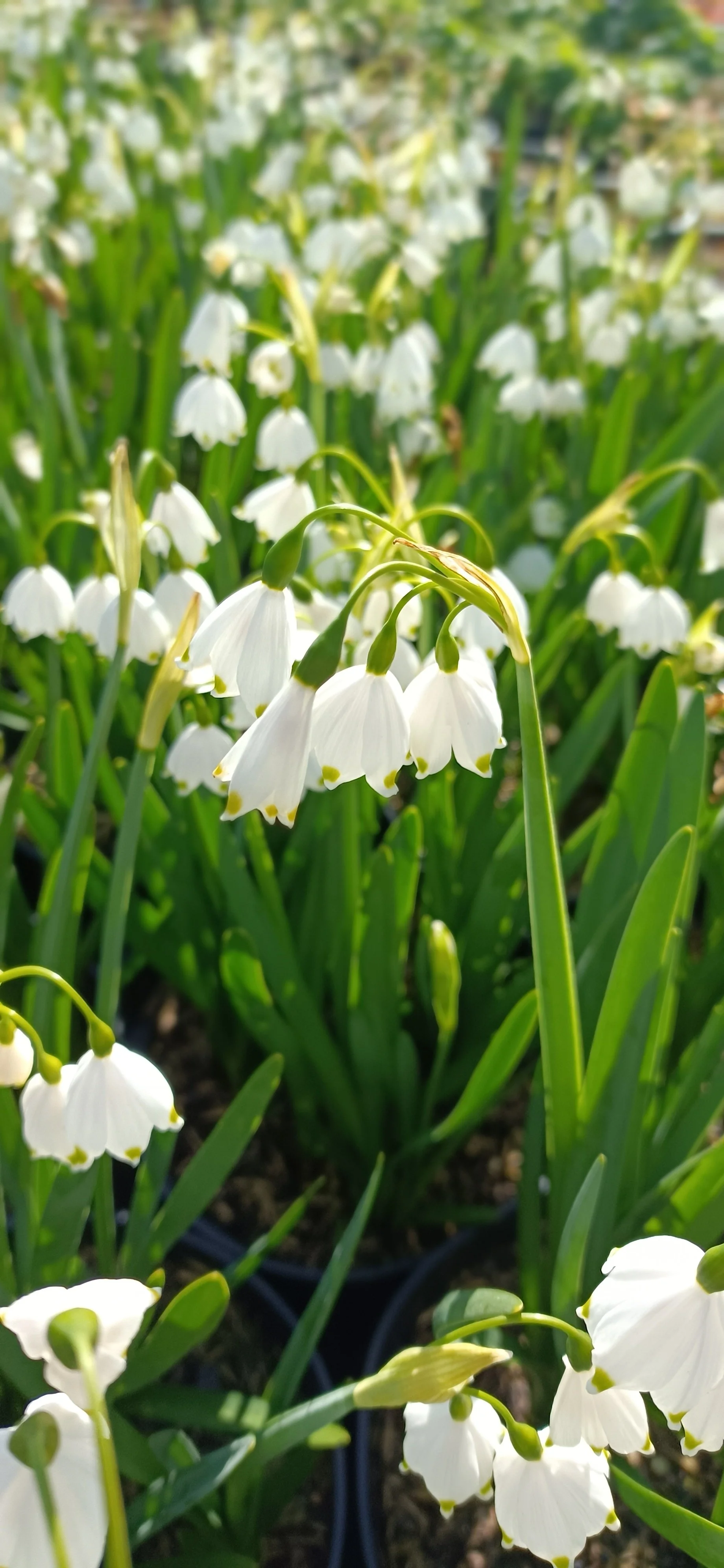 Leucojum Gravetye Giant - 3Ltr Pots