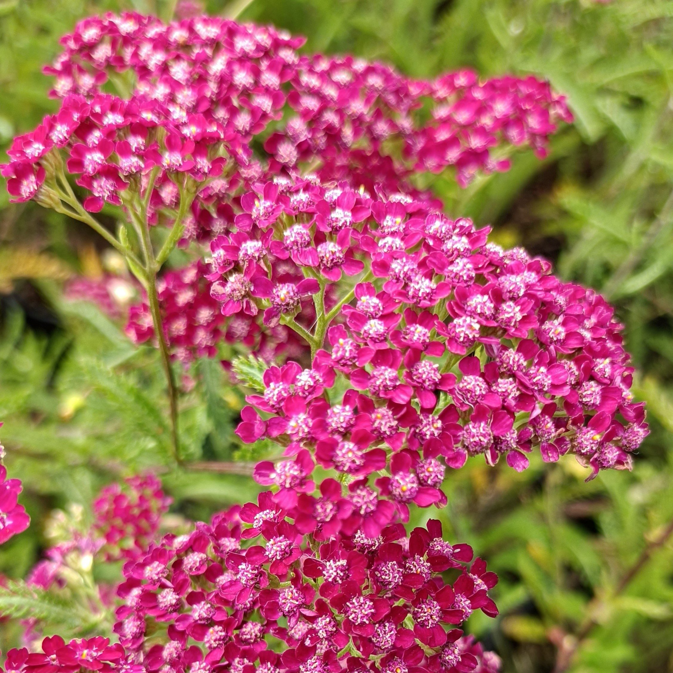 Achillea millefolium 'Summerwine'