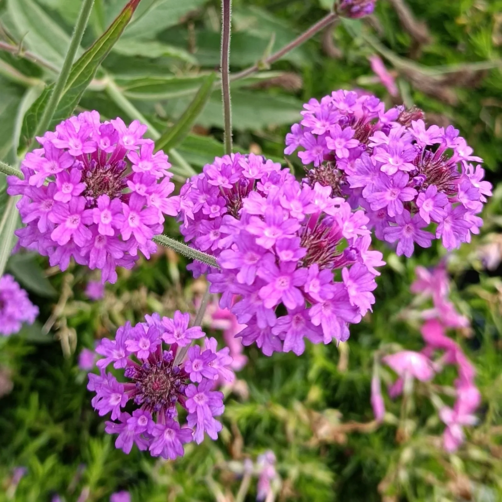 'Verbena rigida' - 3Ltr Pots