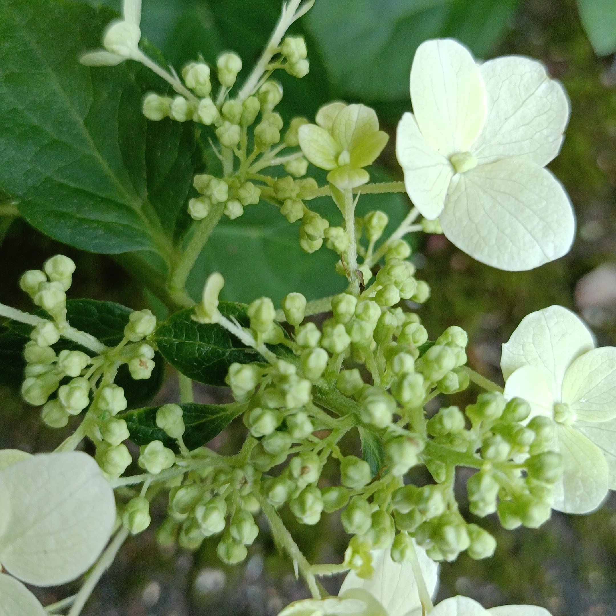 Hydrangea paniculata 'Grandiflora'