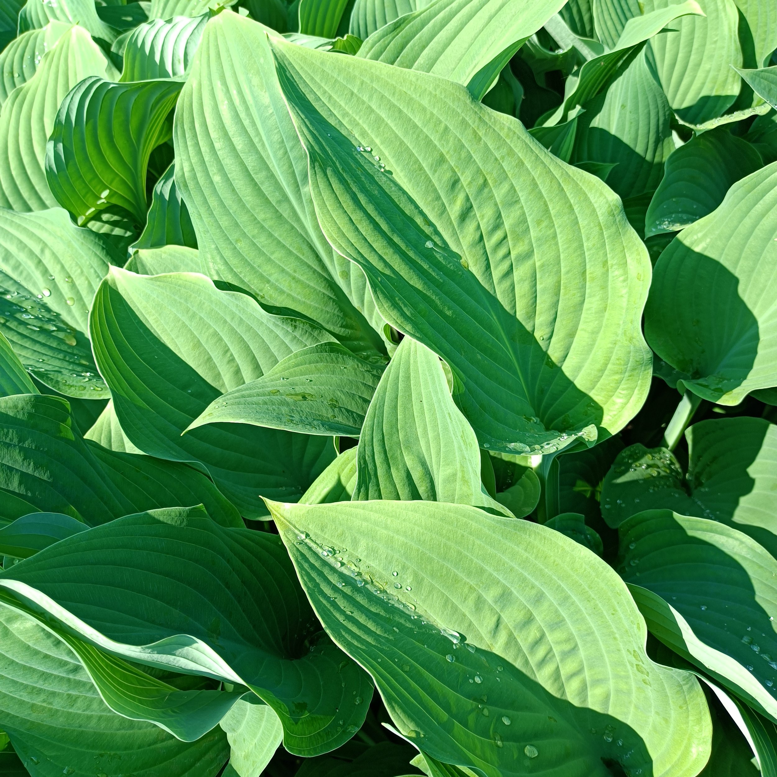Hosta 'Krossa Regal' - 3Ltr Pots