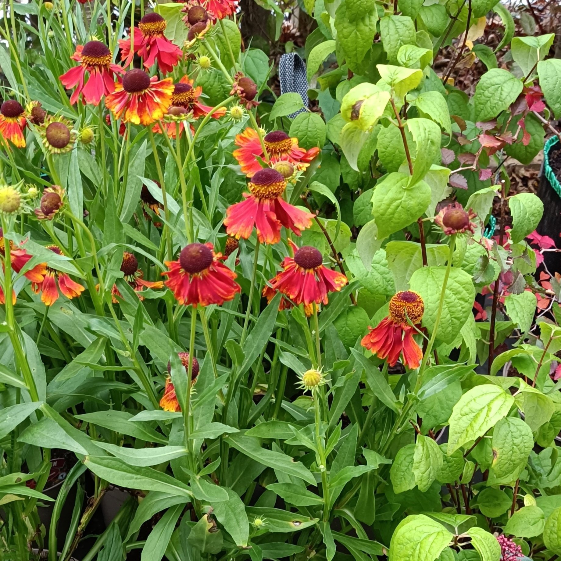 Helenium 'Moerheim Beauty' - 3Ltr Pots