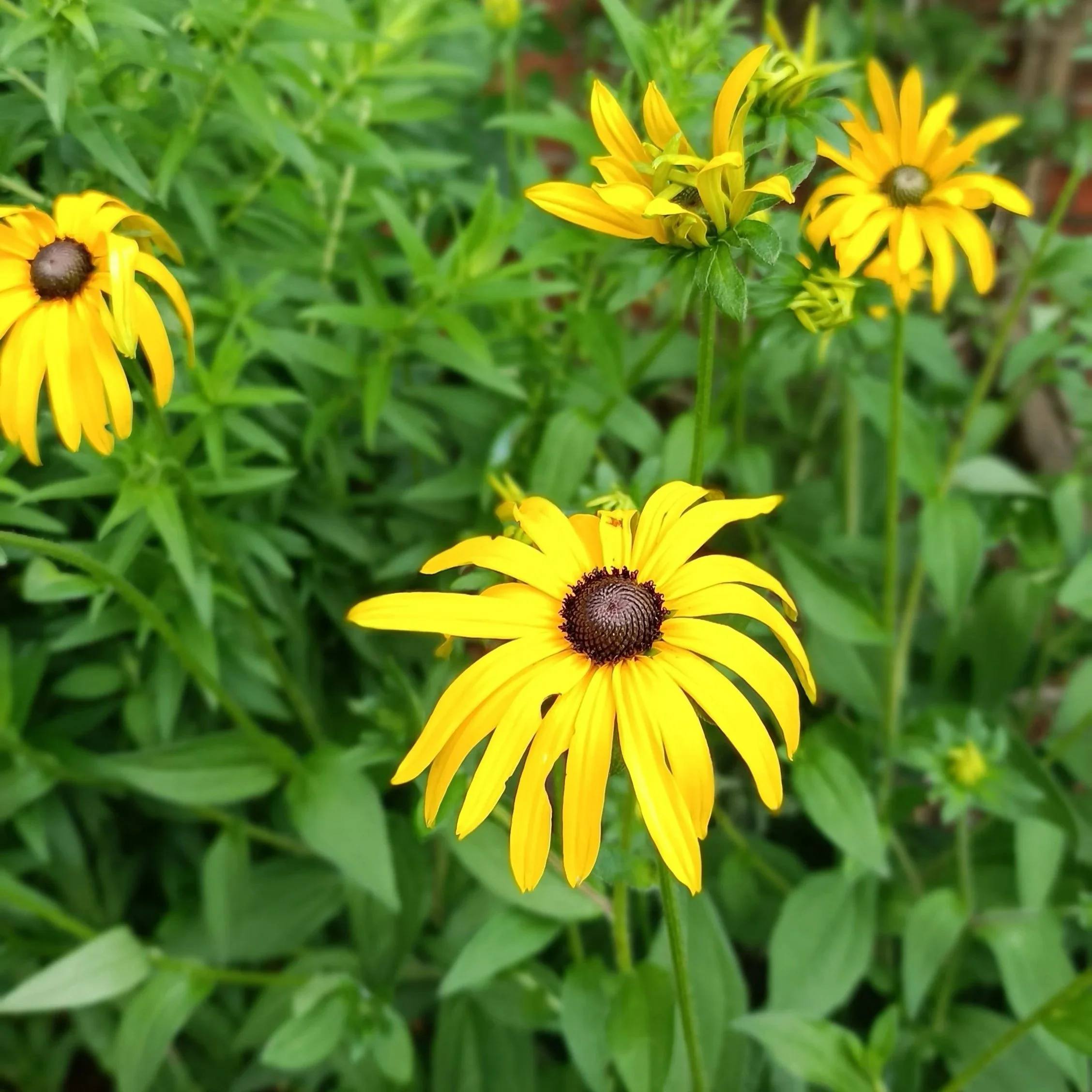 Rudbeckia fulgida deamii