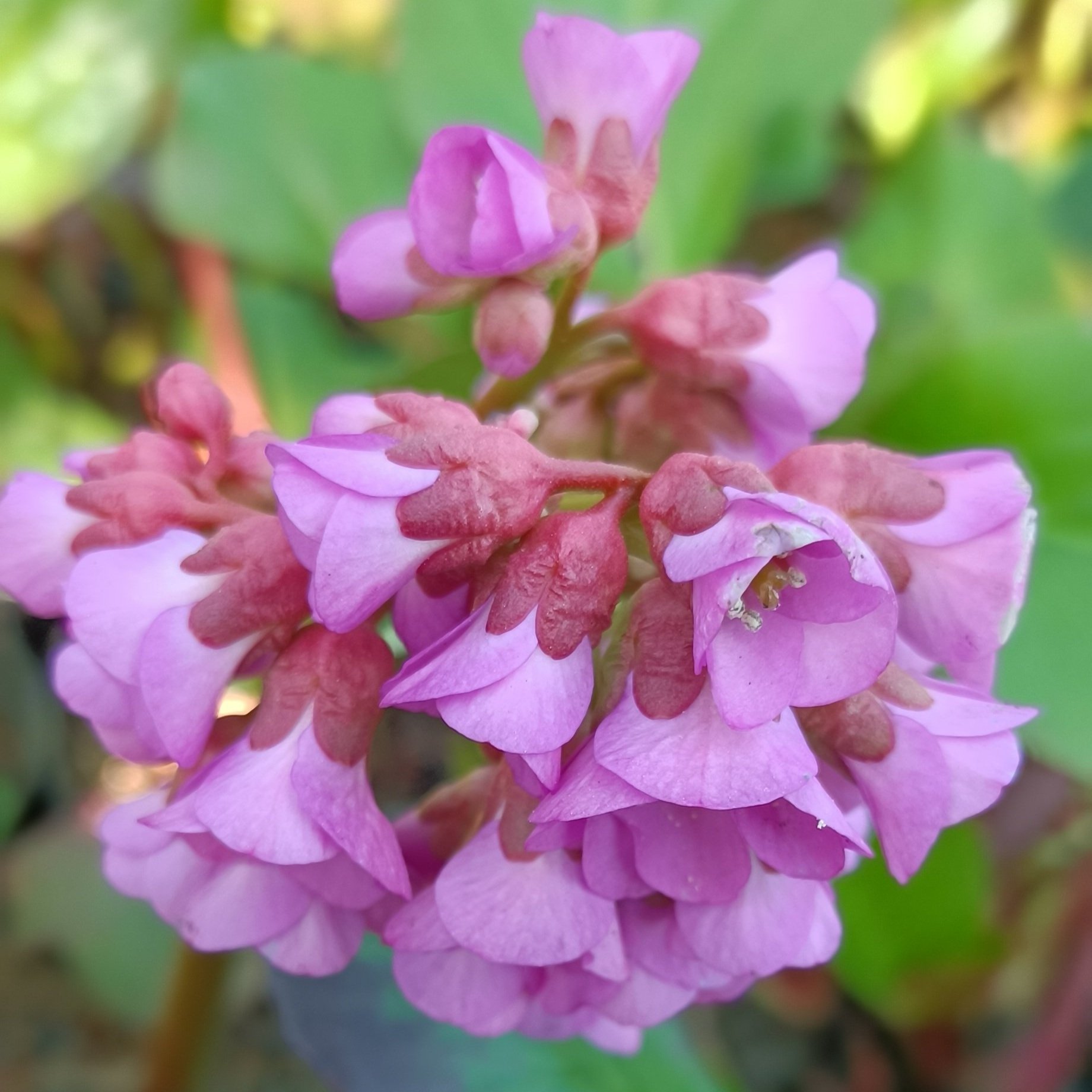 Bergenia cordifolia 'Purpurea' - 3Ltr Pots