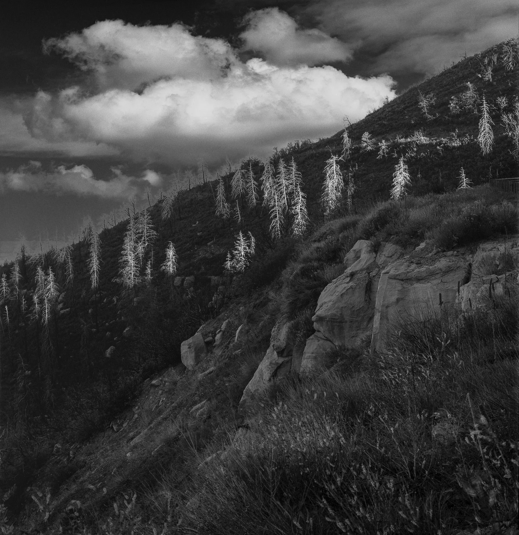 Trees after Fire Near Mesa Verde, CO, 2009