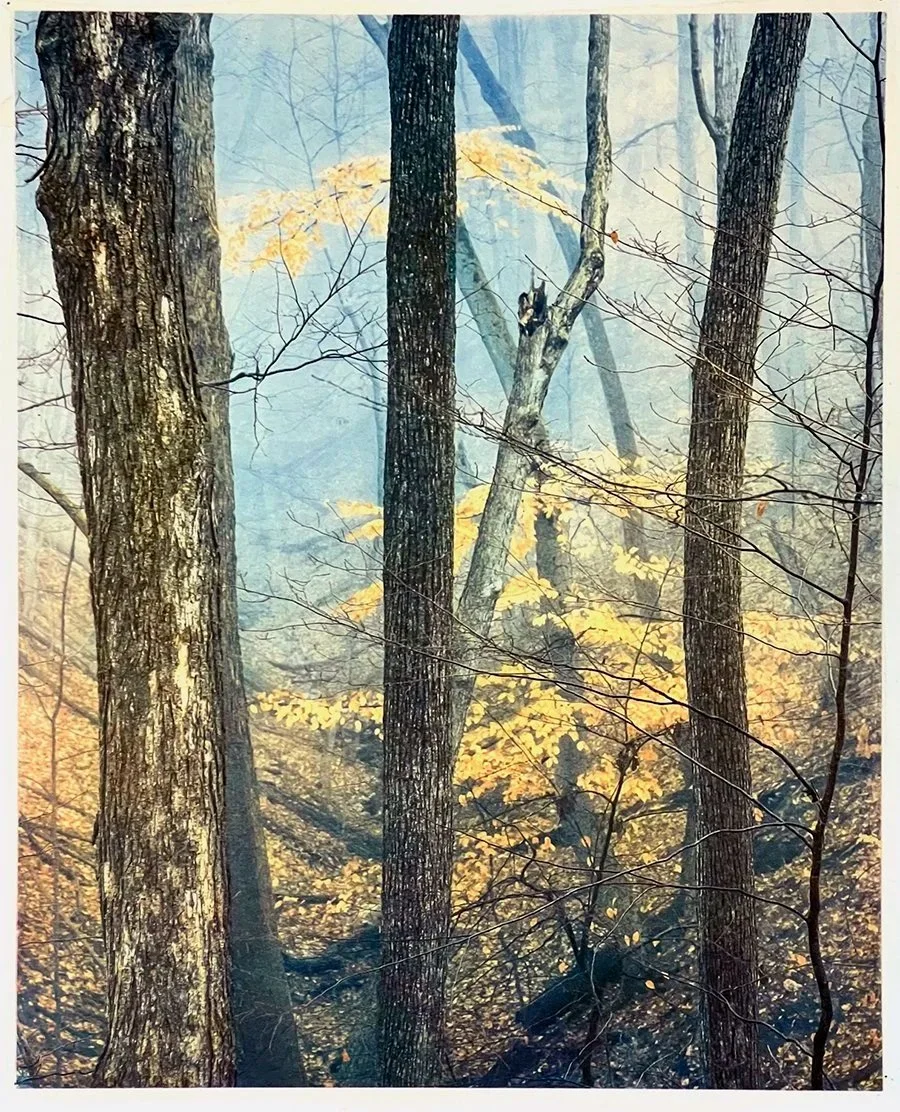Trees and Fog #1