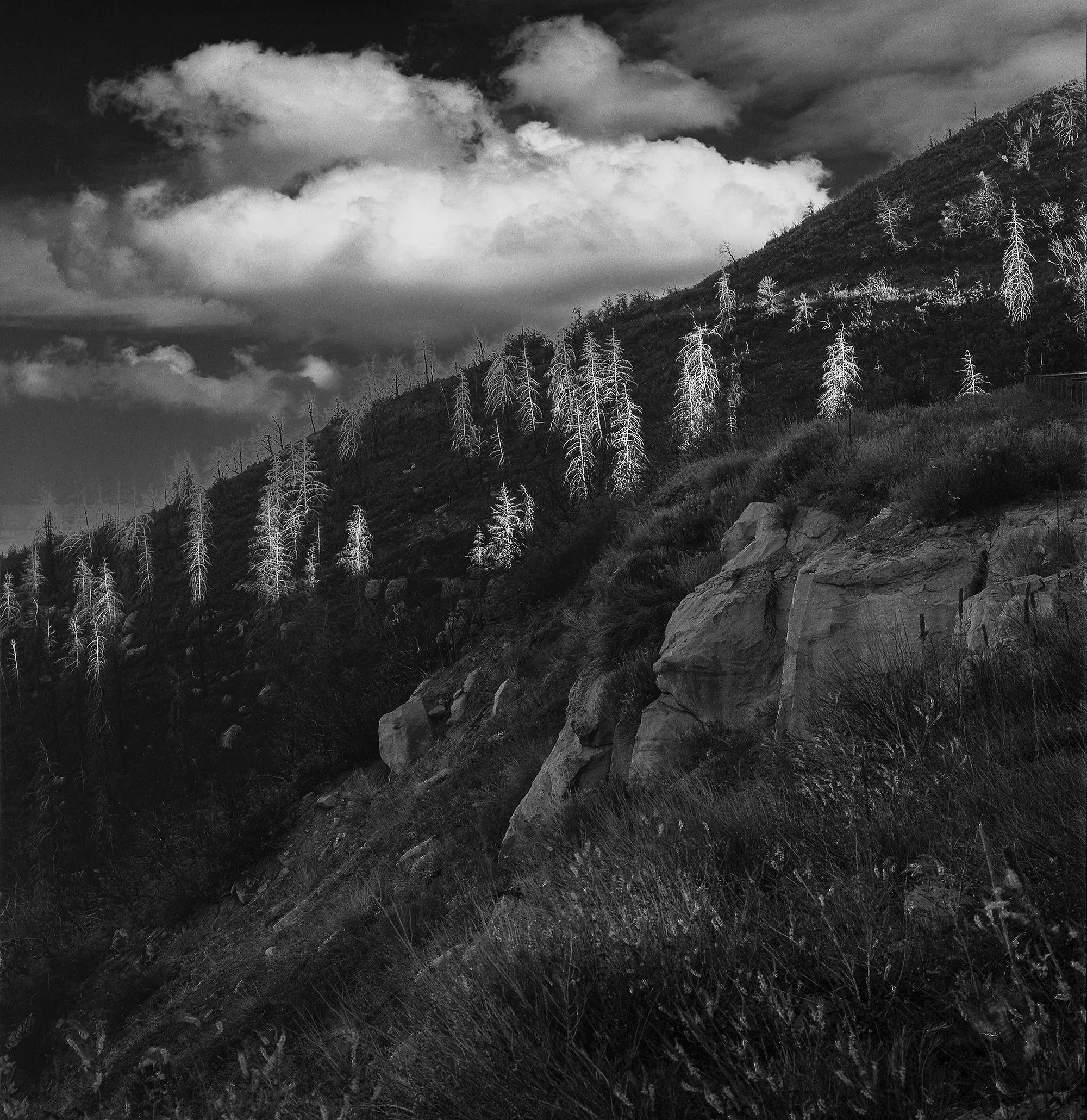Trees after Fire Near Mesa Verde, CO, 2009