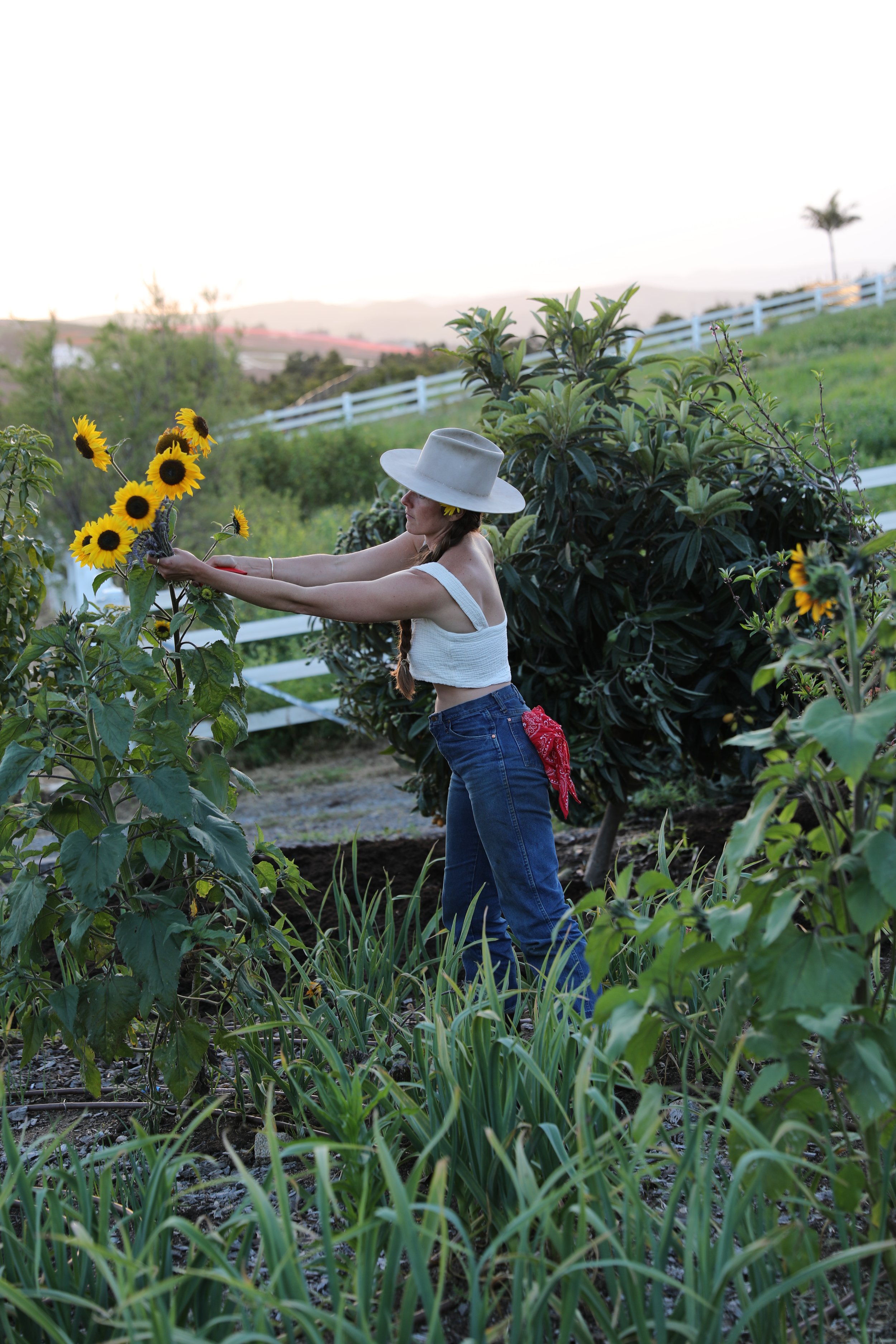 A woman wearing a wide-brimmed hat, white crop top, and jeans, is tending to a sunflower in a garden with lush greenery and gentle hills in the background during sunset.