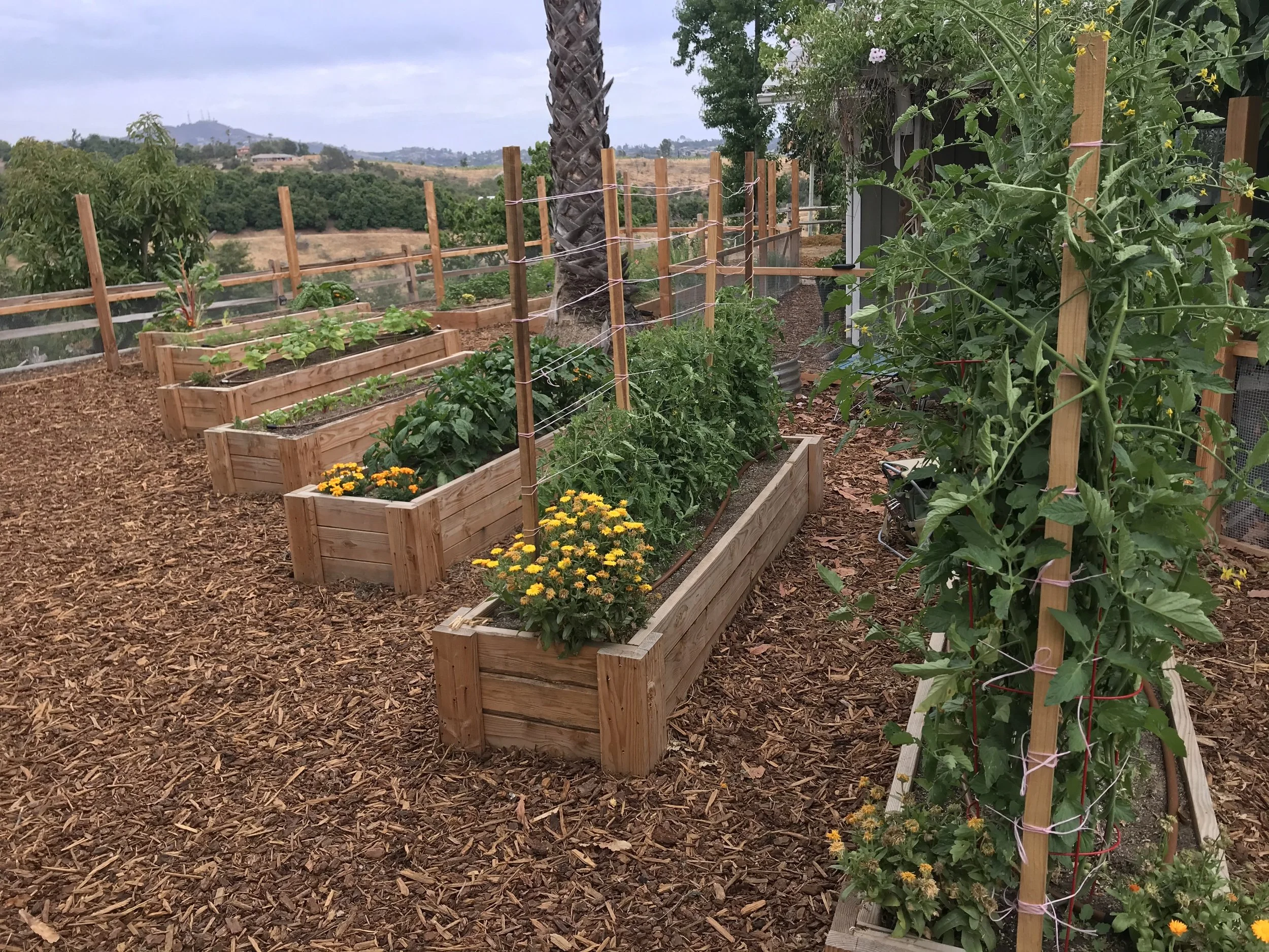 Raised garden beds with vegetables and flowers, supported by trellises with tomato plants, in a backyard garden with wood mulch and a scenic hill in the background.