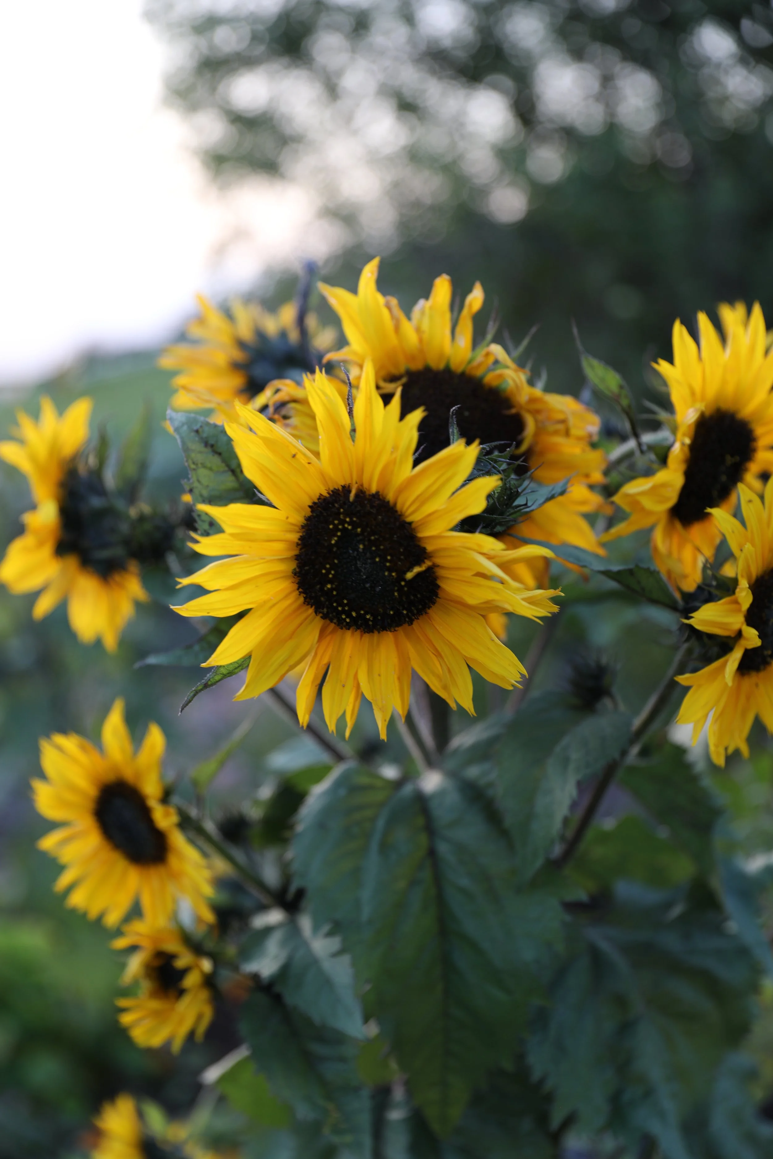 Close-up of bright yellow sunflowers with dark centers in a garden, blurred green foliage in the background.