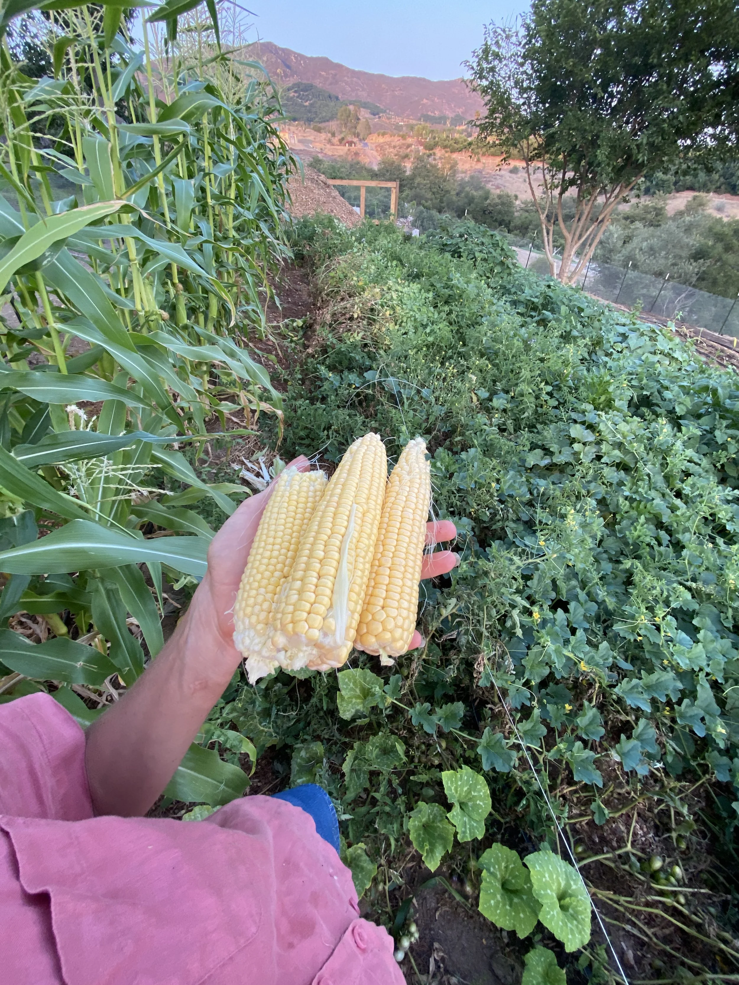 A person holding three ears of corn in a garden surrounded by green plants, corn stalks, and a tree, with mountains and a sunset sky in the background.