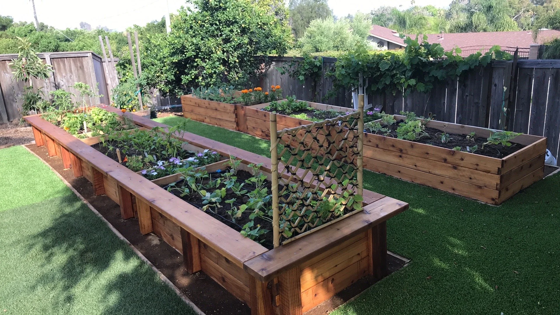 Backyard garden with multiple wooden raised beds filled with various plants and flowers, surrounded by a black wooden fence and green trees in the background.