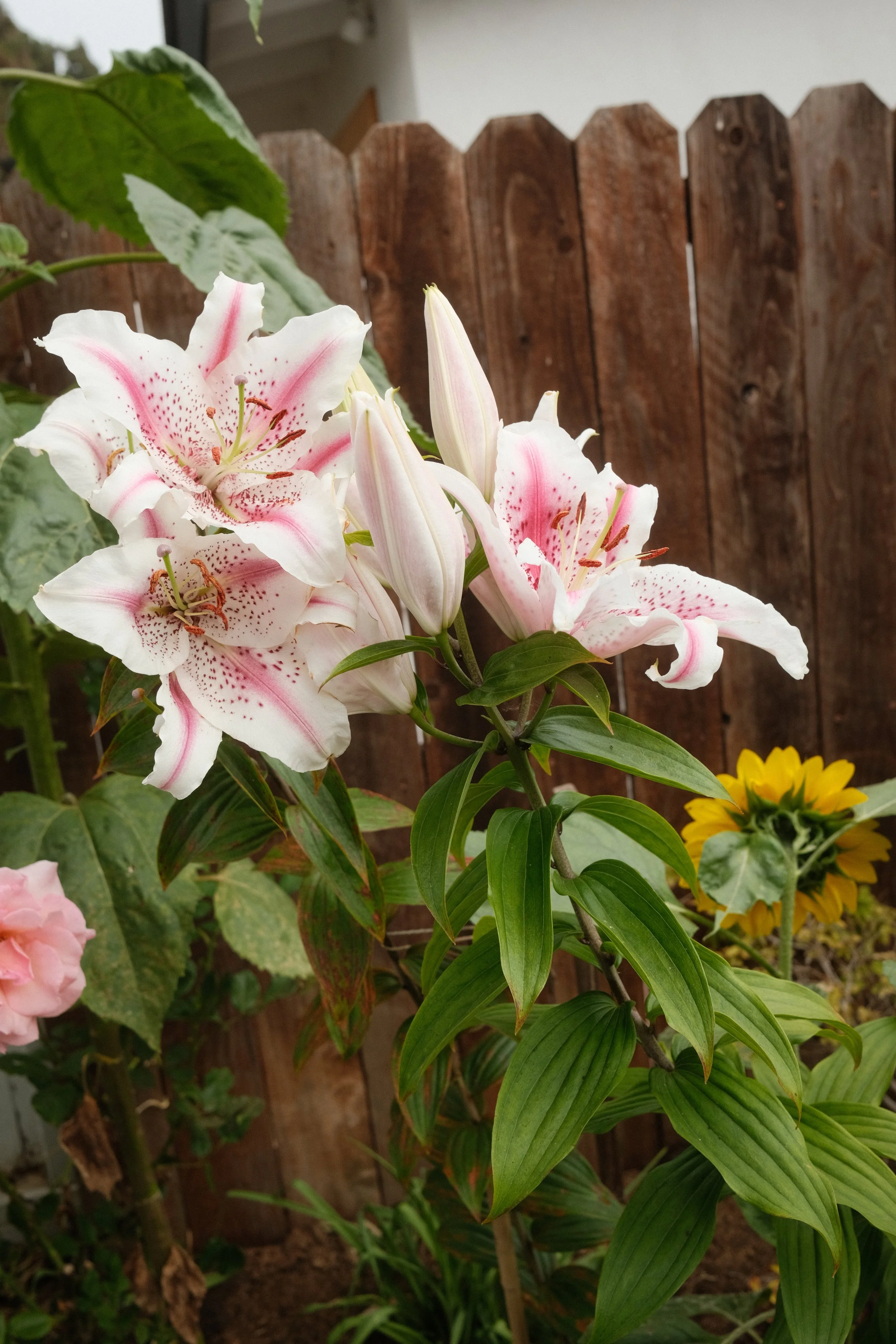 Close-up of pink and white lilies with speckled petals and green leaves in a garden, with a wooden fence in the background.