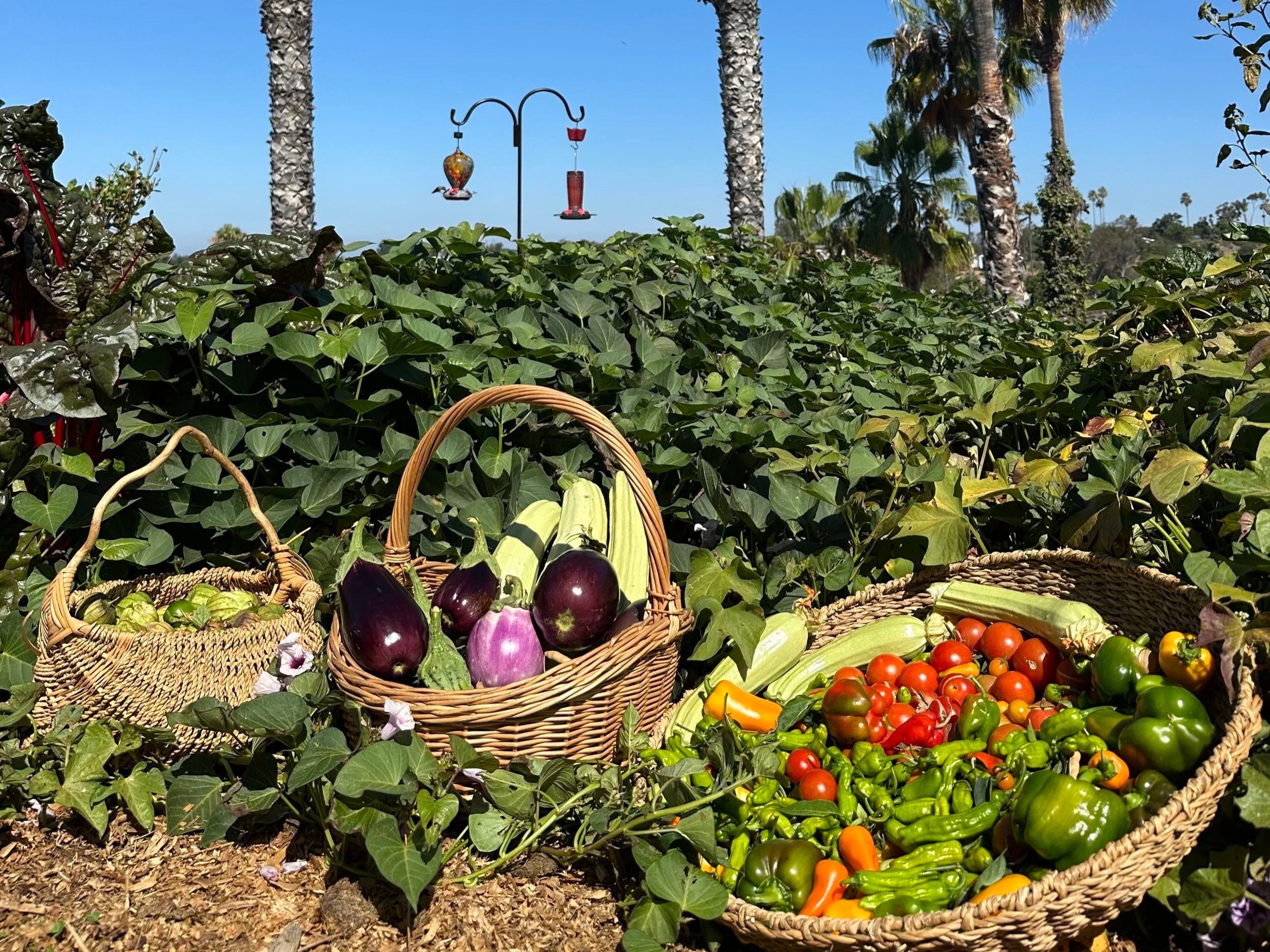 Three baskets filled with fresh vegetables and fruits placed on the ground in a garden with green vines, tall palm trees, and blue sky in the background.
