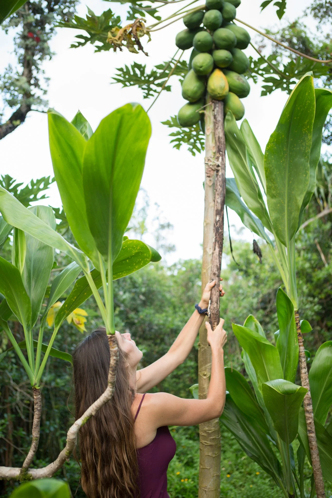 Designing, Planting & Pruning a Permaculture Food Forest Workshop 2/28/26
