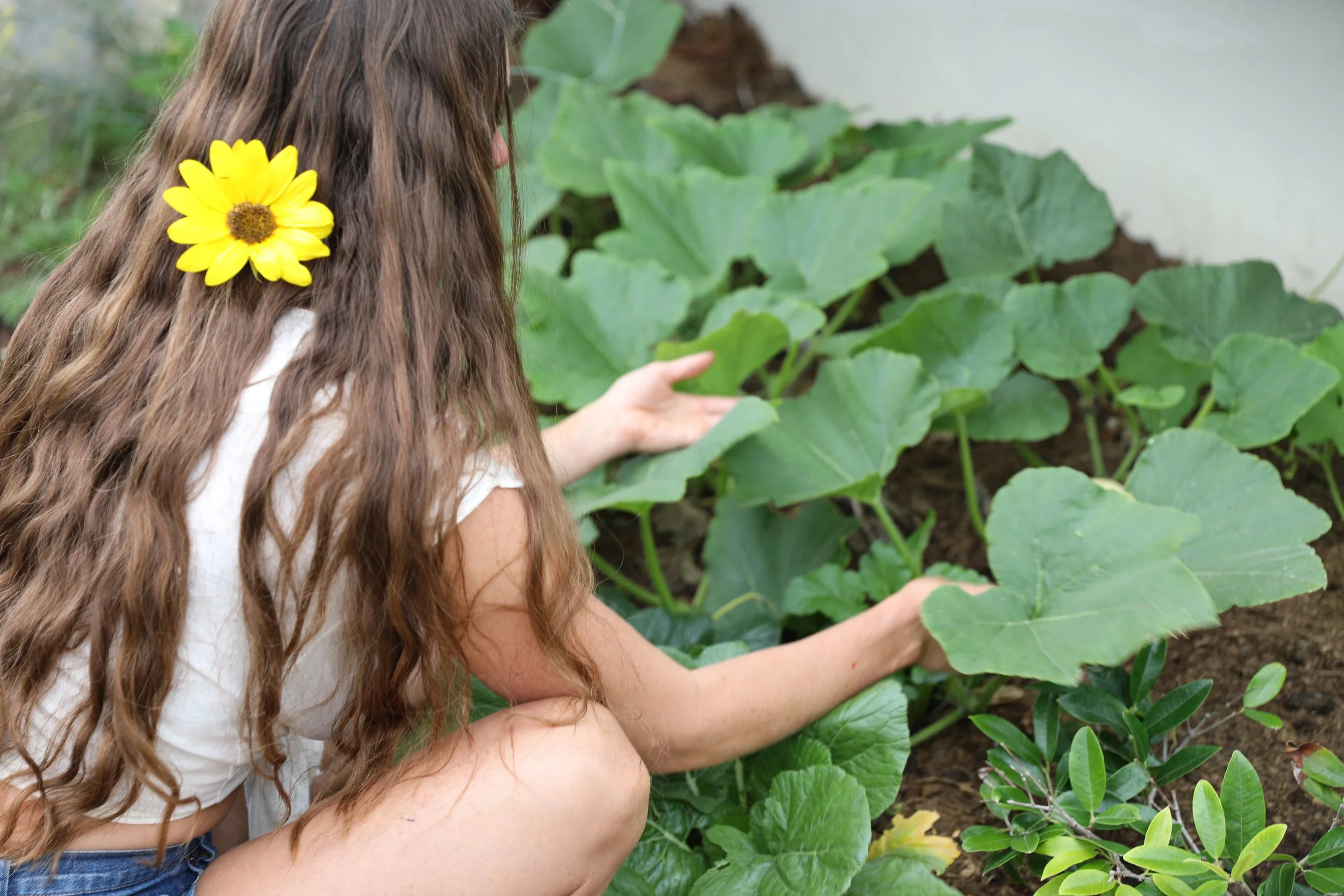 A girl with long wavy hair and a yellow flower tucked into her hair is gardening, tending to green leafy plants in a garden bed.