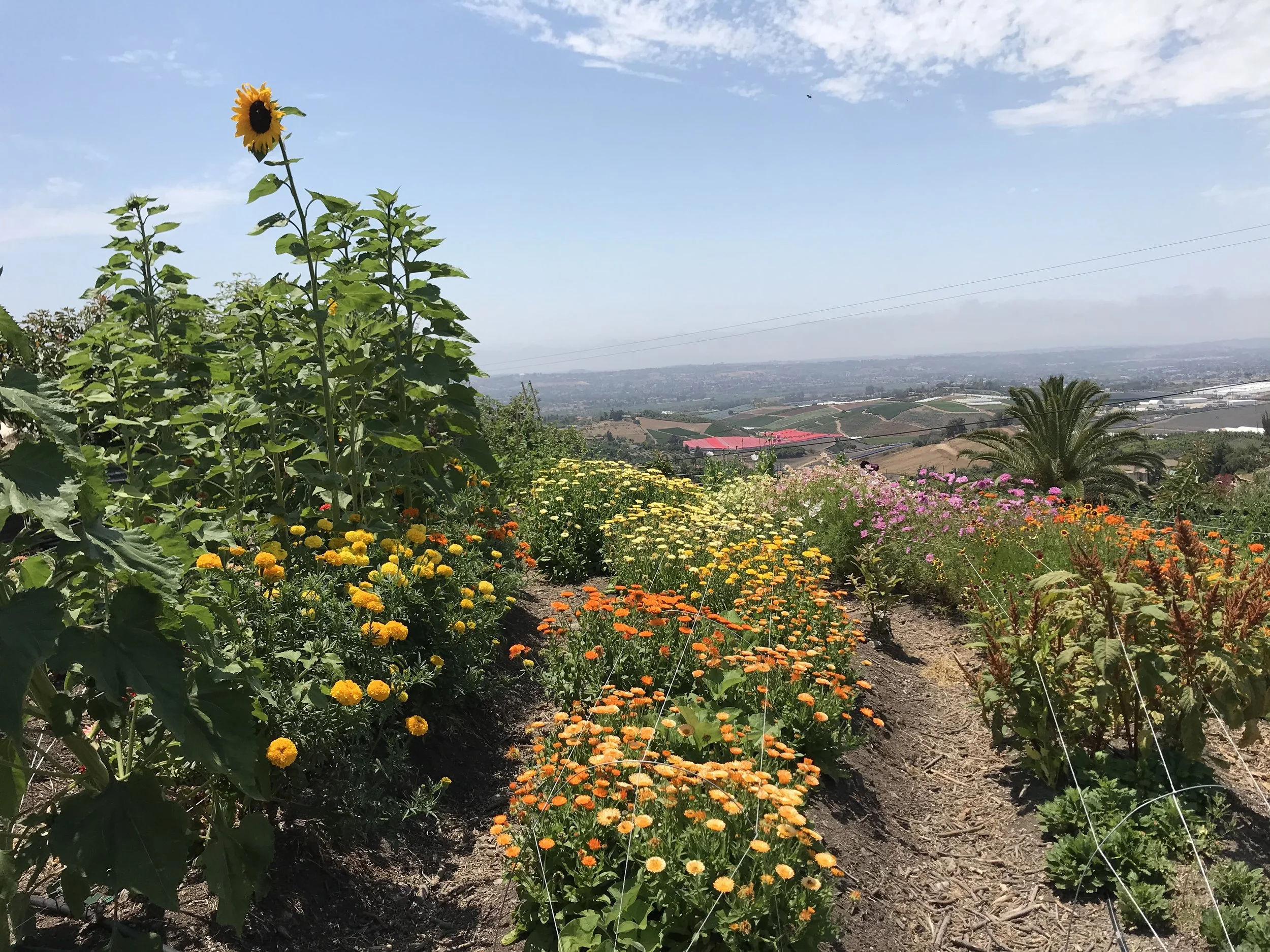 A vibrant garden with tall sunflowers, marigolds, and other colorful flowers under a partly cloudy sky, overlooking a landscape with hills, trees, and agricultural fields.