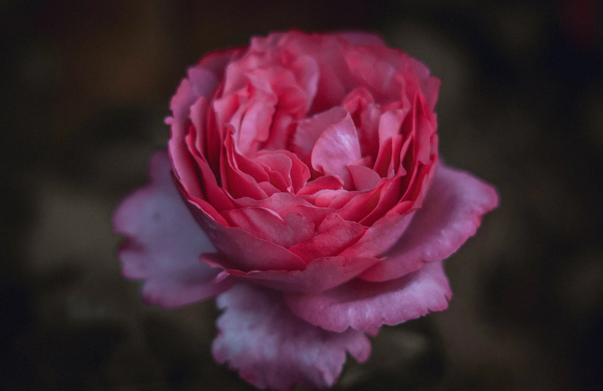 A close-up of a pink rose in full bloom with layered petals on a dark background.