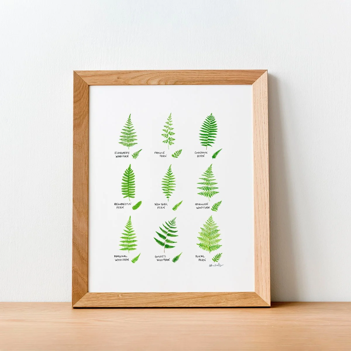 Fern Field Guide.jpg