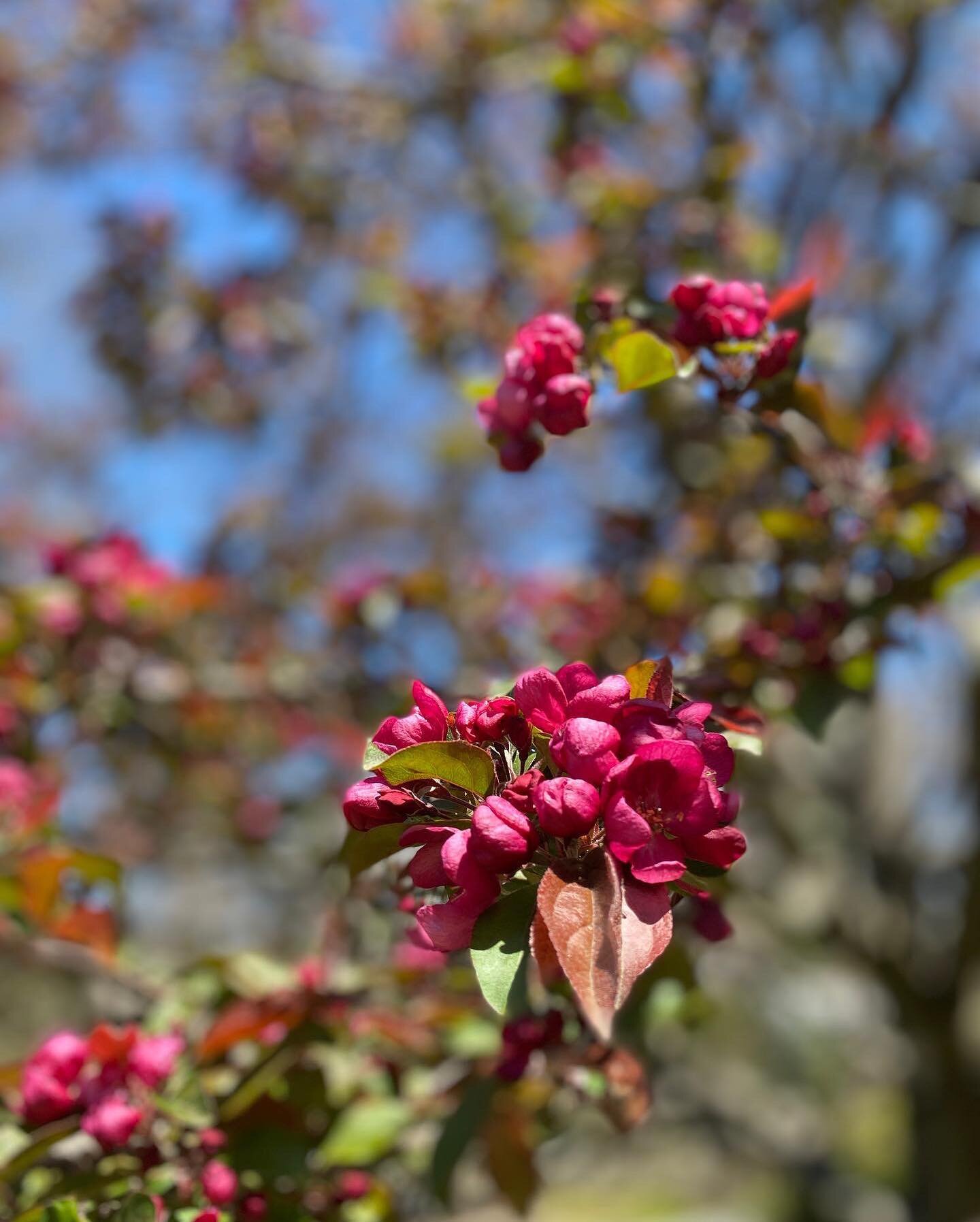 There is nothing richer or more healing for the mind, body and spirit.  Nature&rsquo;s color wheel has me completely intoxicated from simply breathing in its beauty and its powerful fragrance. Walk away from the screen and try it for yourself. 

#nat