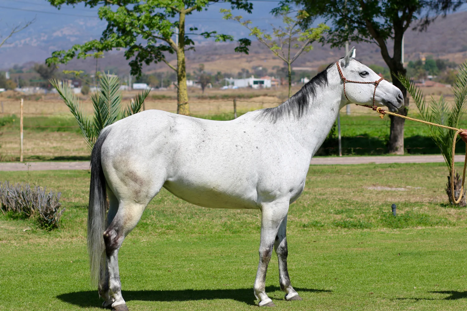 Caballo 04.jpg