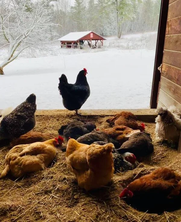 Photo submitted by Rent the Chicken.