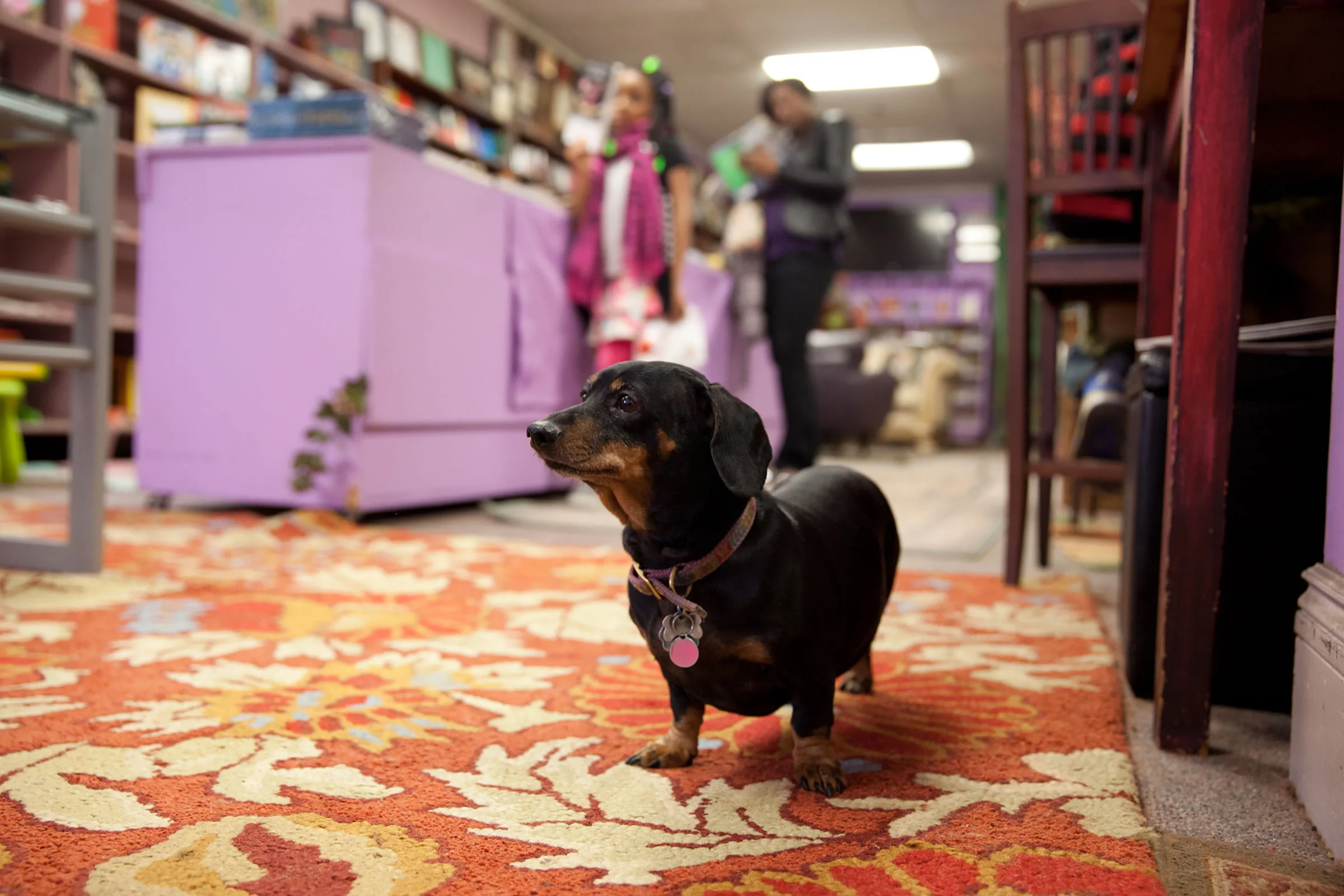 Marcus_books_san_francisco_dog.jpg