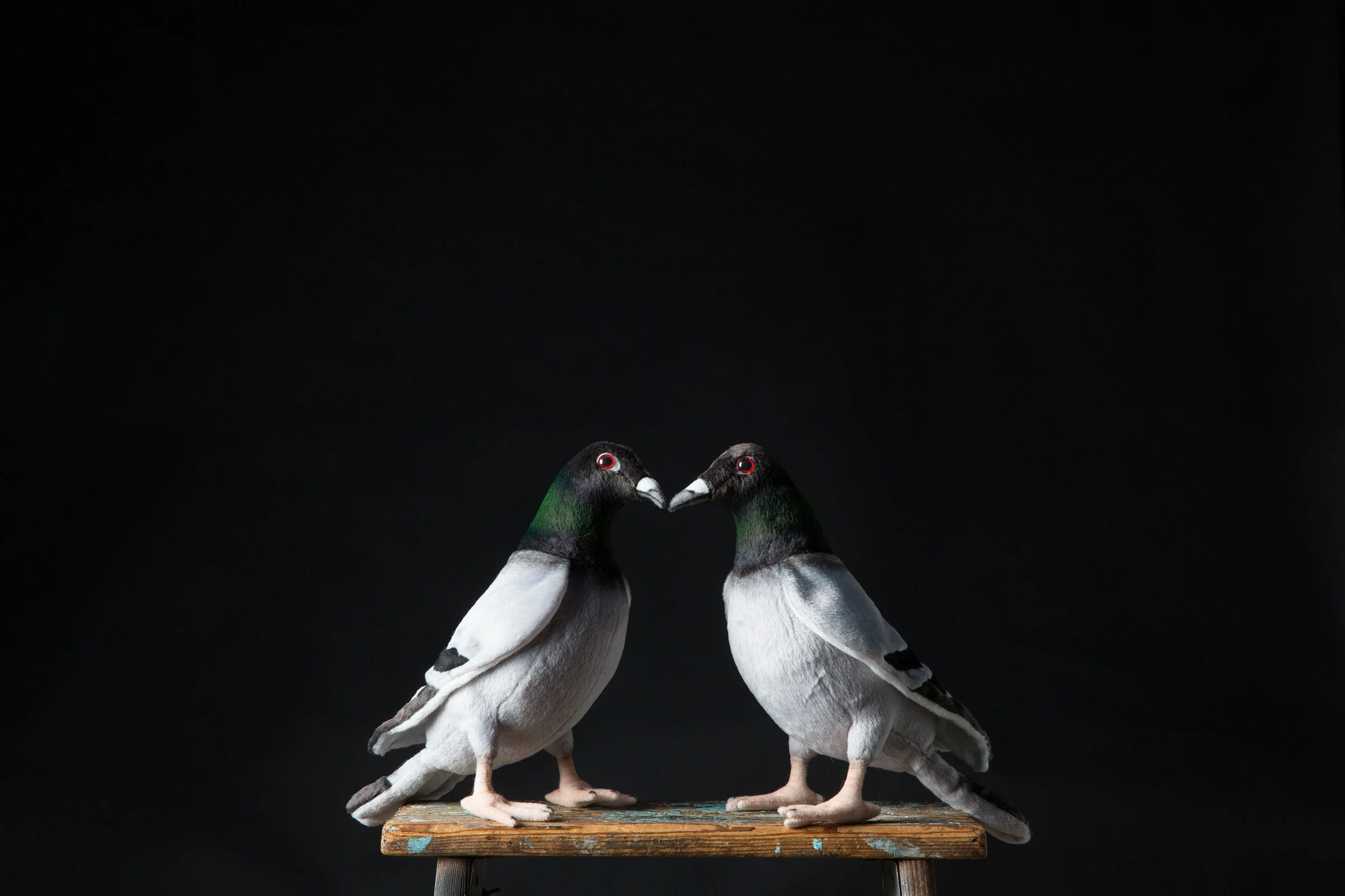 Pigeons_kissing.jpg