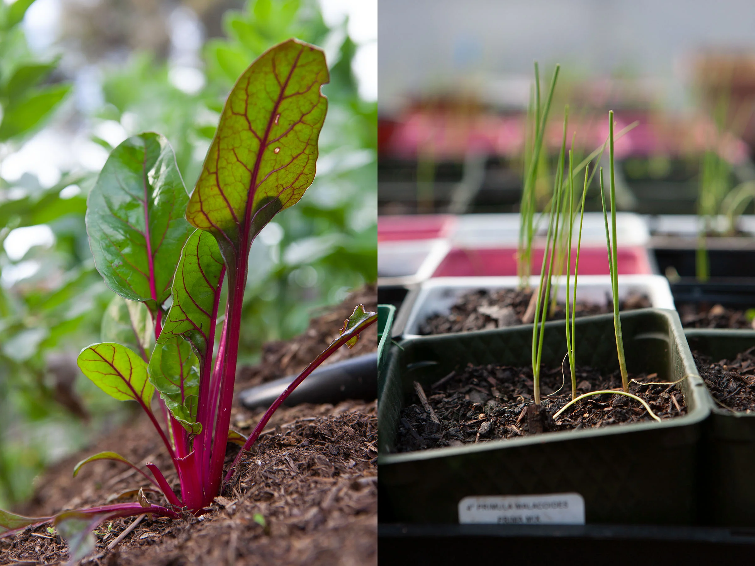 Hayes Valley Farm by Lydia Daniller 15.jpg
