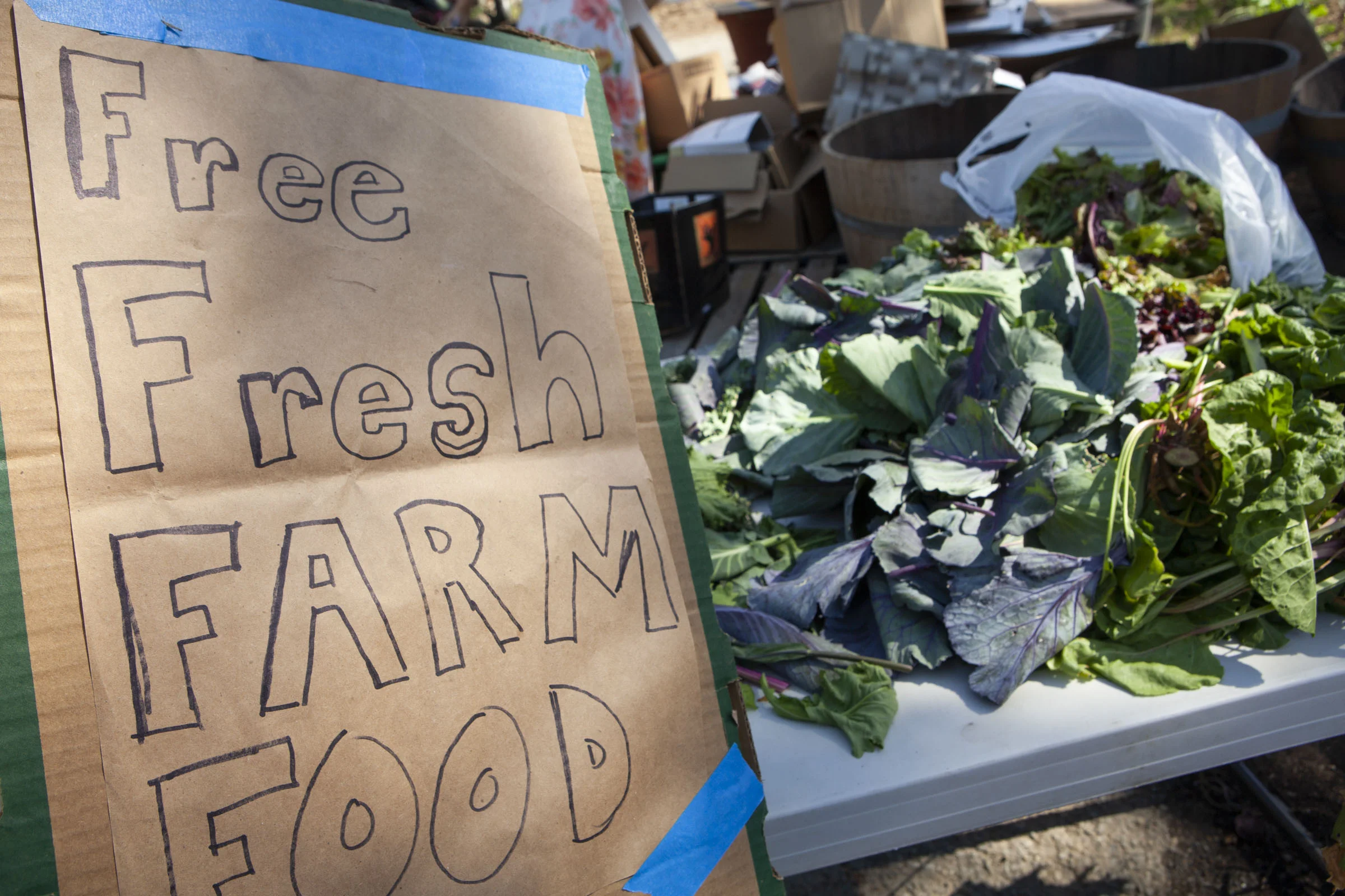 Hayes Valley Farm by Lydia Daniller 03.jpg
