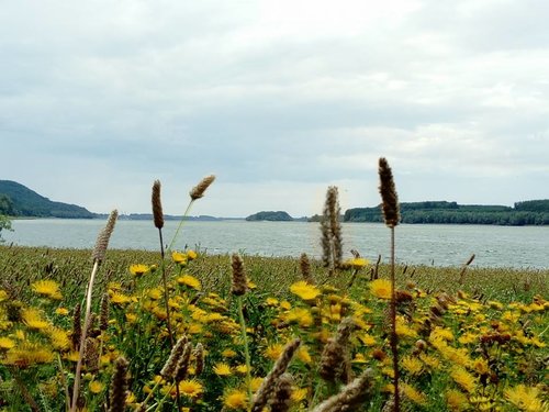 The Danube at Oriahovo