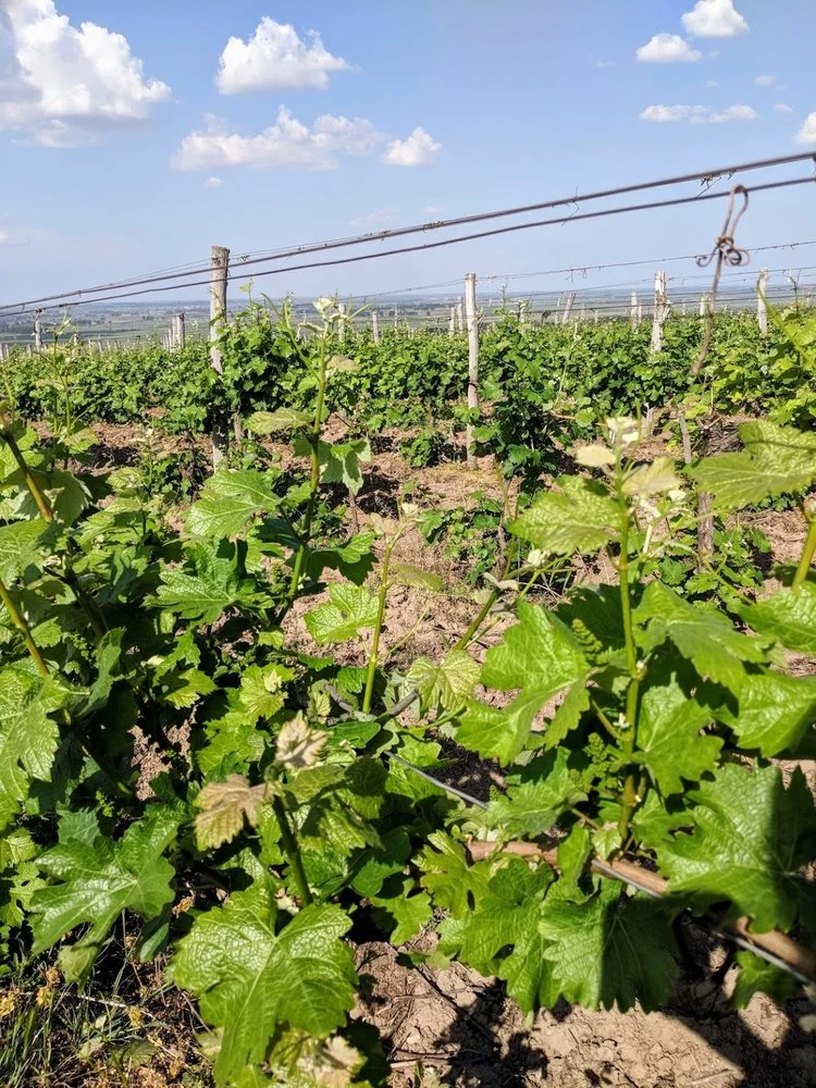 Bulgarian Vineyards