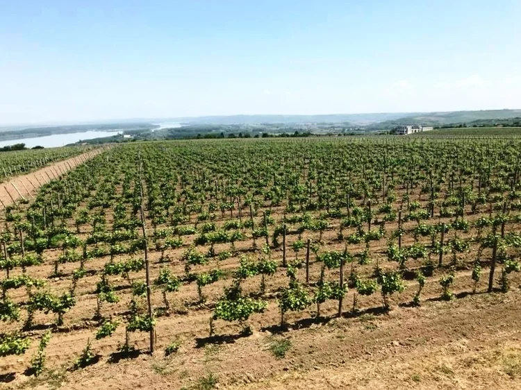 Chateau Burgozone Winery in Oriahovo, Bulgaria