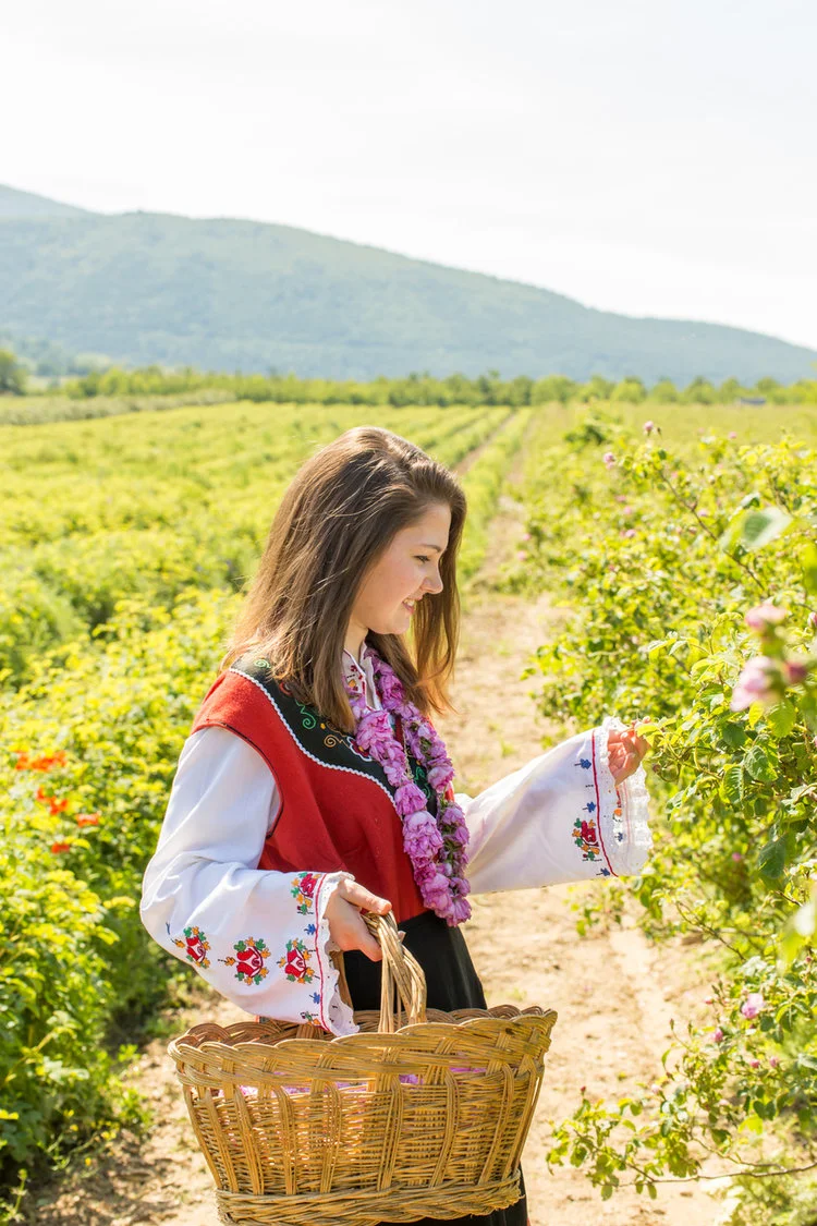 Bulgarian annual Rose picking ritual. Source: iStock by Getty Images