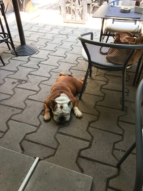 Bonus point - the people and canine watching at Lime are some of the best in Sofia!