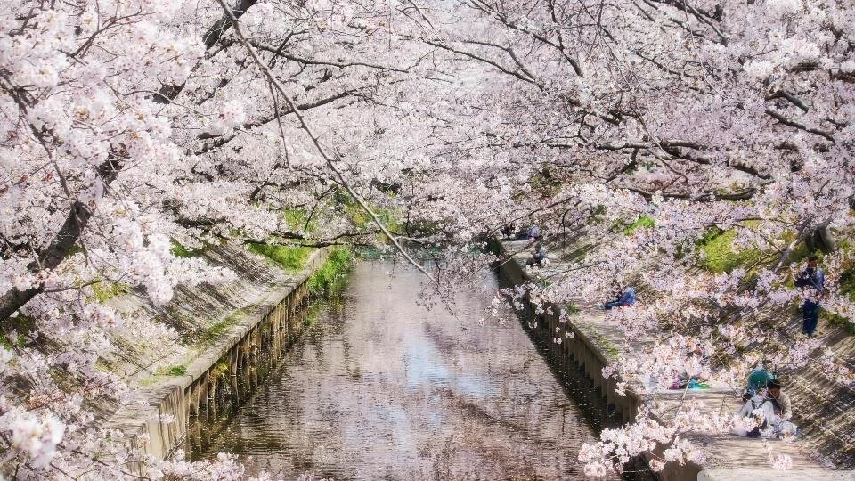 Riverbank Almond Tree — at http://f9vision.com/blossoming-almond-tree-wallpaper-hd/river-bank-almond-green-tree-hd-wallpaper/.