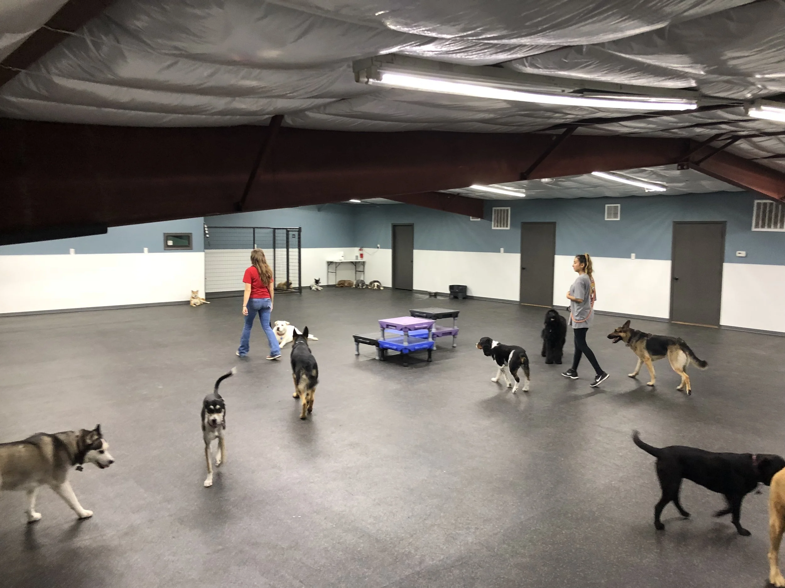 Infratrol Canine Obedience School Near Me Crpf Adopt A Released