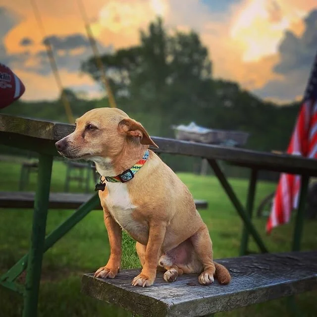 #dogloversofinstagram #footballdog #american #memorialday🇺🇸