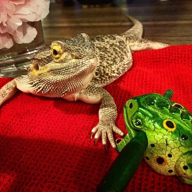Everyone deserves a date night ❤️ #datenight #beardiesofinstagram #loveatfirstsight #friendswithbenefits